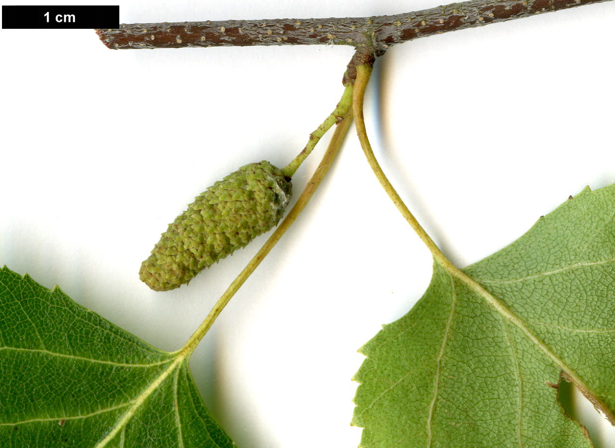 High resolution image: Family: Betulaceae - Genus: Betula - Taxon: populifolia