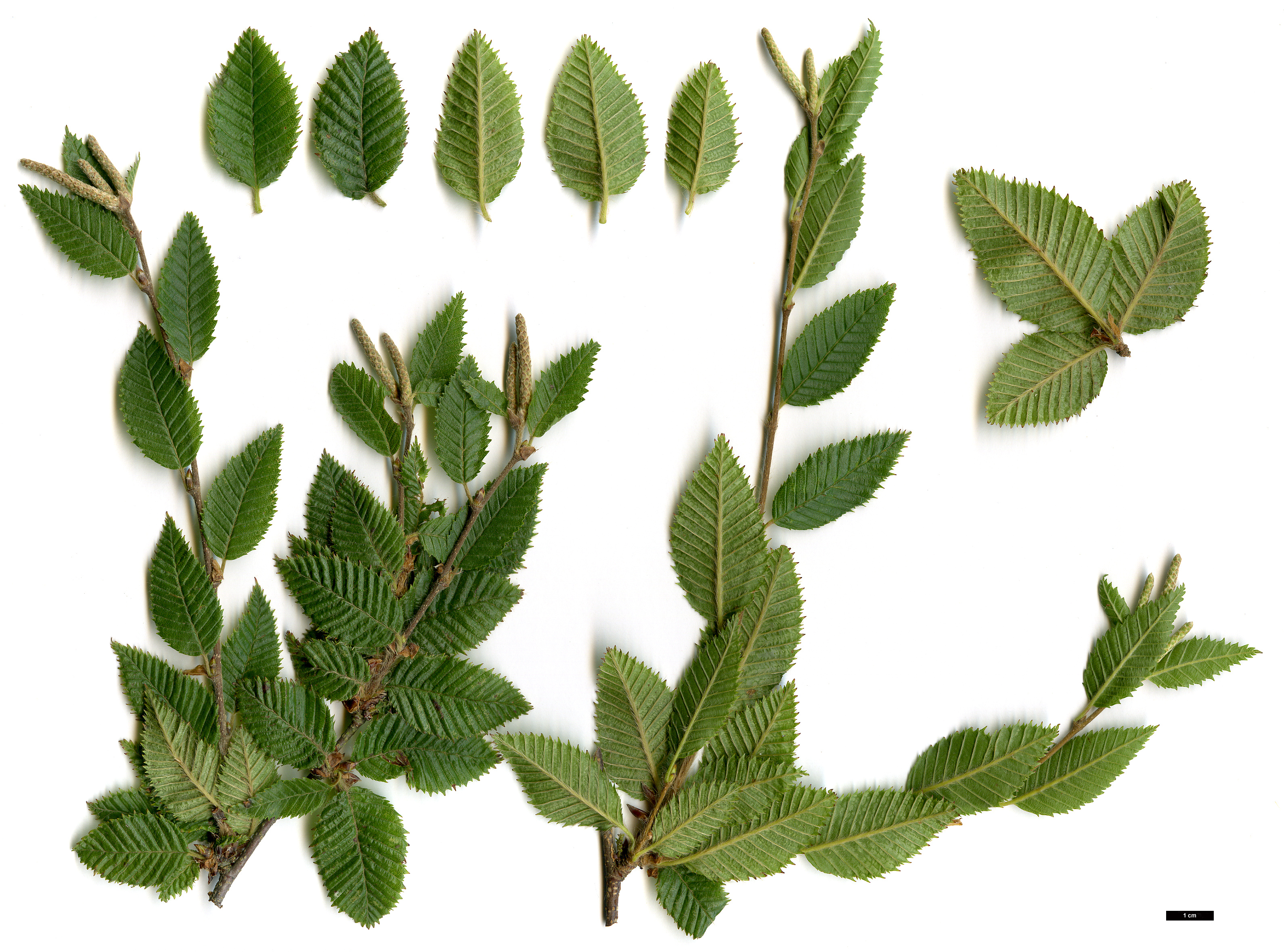 High resolution image: Family: Betulaceae - Genus: Betula - Taxon: potaninii