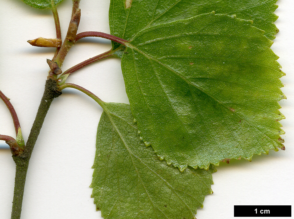 High resolution image: Family: Betulaceae - Genus: Betula - Taxon: pubescens