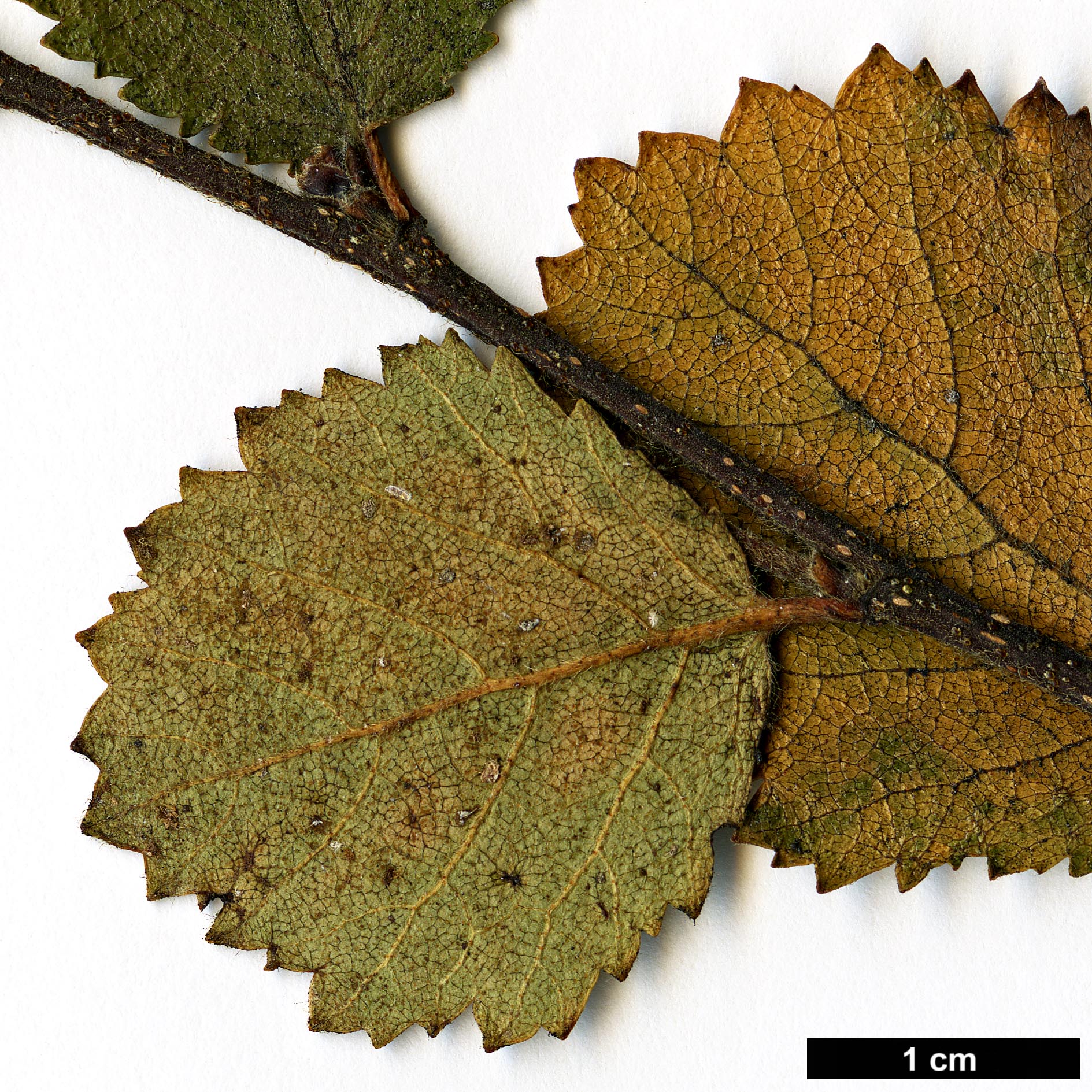 High resolution image: Family: Betulaceae - Genus: Betula - Taxon: pumila