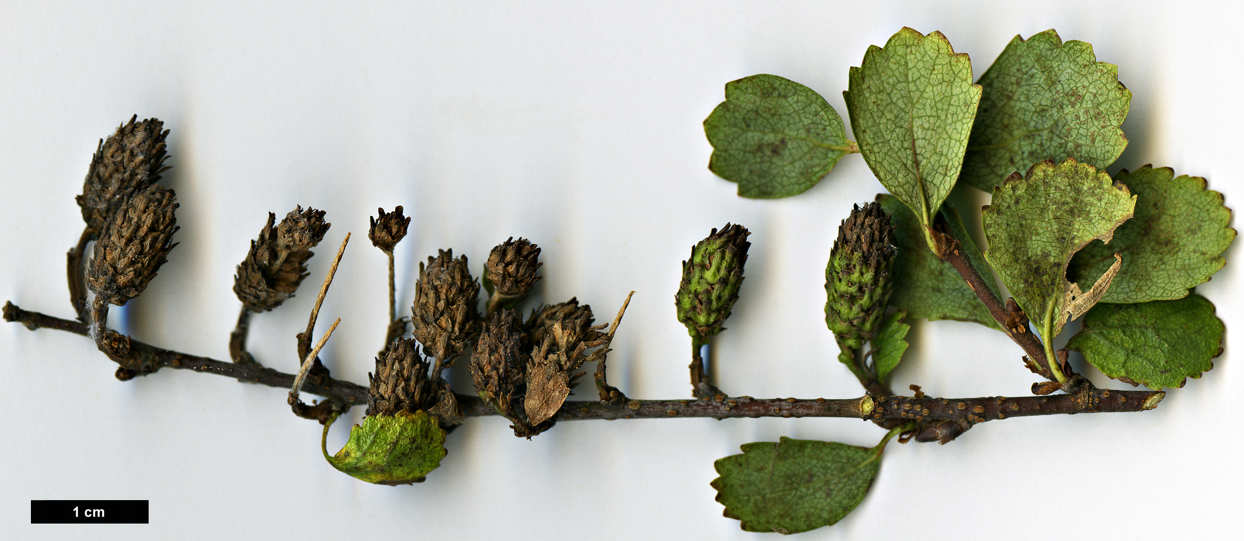 High resolution image: Family: Betulaceae - Genus: Betula - Taxon: pumila