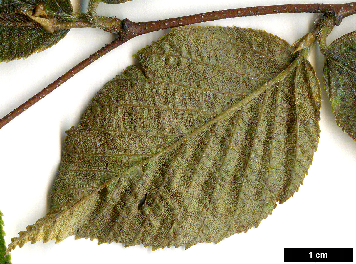 High resolution image: Family: Betulaceae - Genus: Betula - Taxon: schmidtii