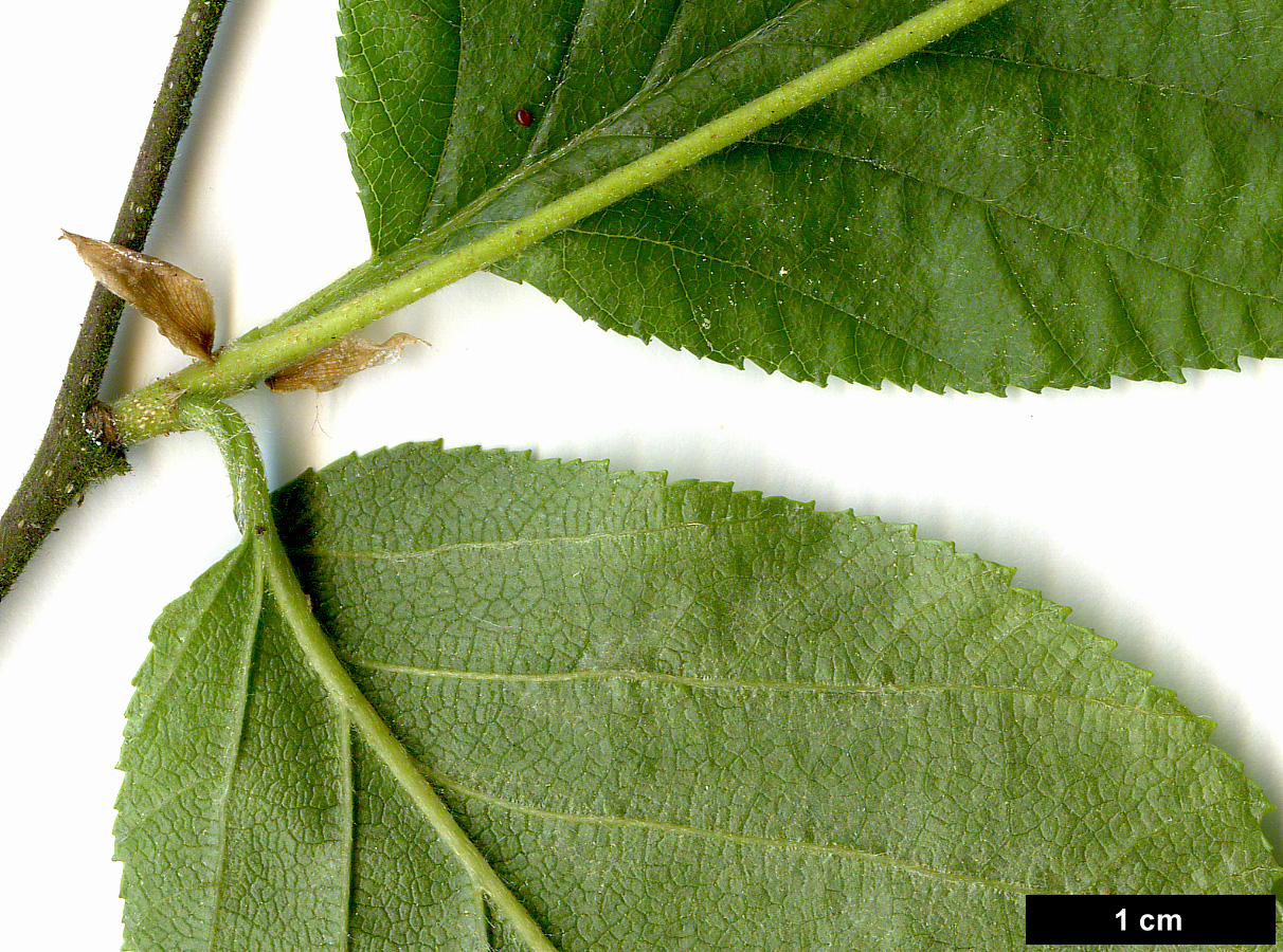High resolution image: Family: Betulaceae - Genus: Betula - Taxon: schmidtii