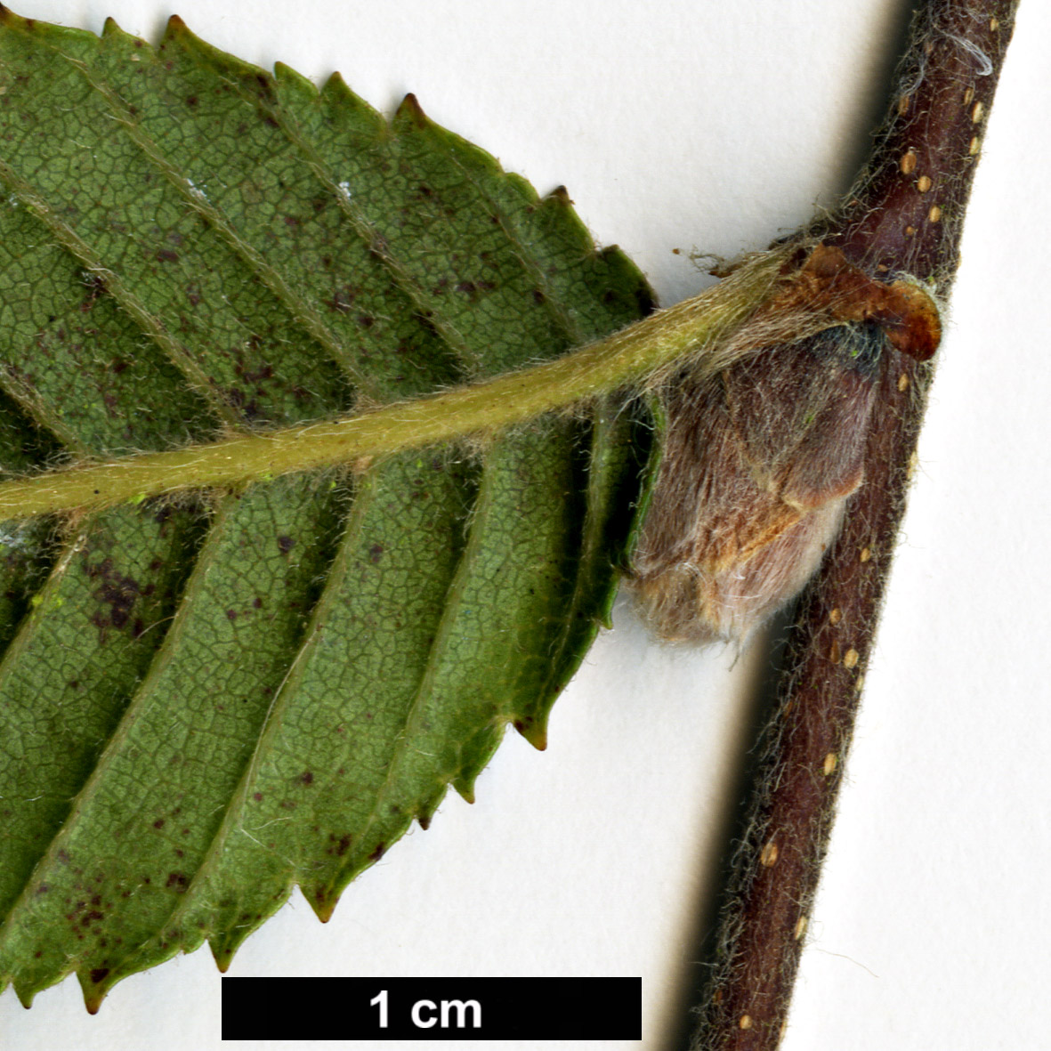 High resolution image: Family: Betulaceae - Genus: Betula - Taxon: skvortsovii