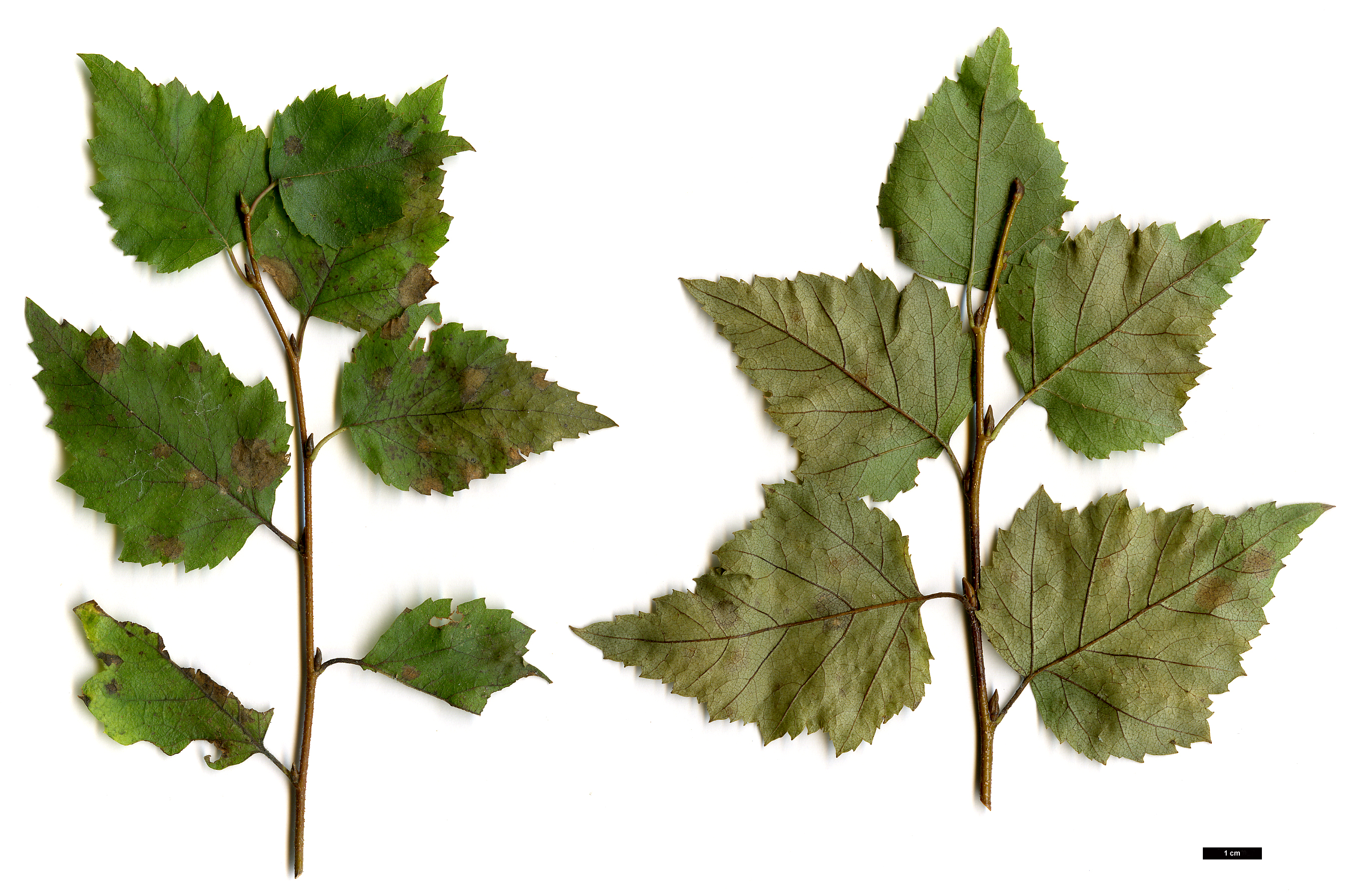 High resolution image: Family: Betulaceae - Genus: Betula - Taxon: tianschanica