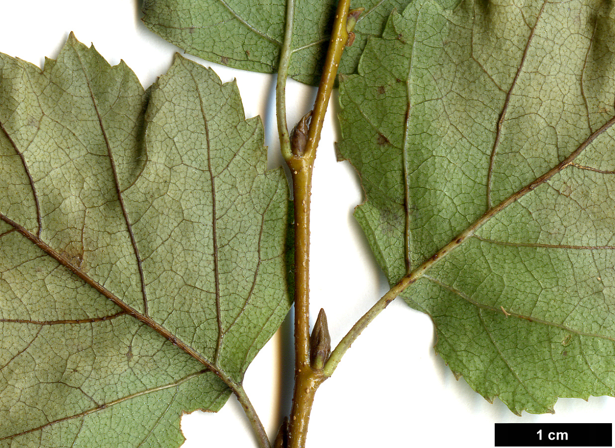High resolution image: Family: Betulaceae - Genus: Betula - Taxon: tianschanica