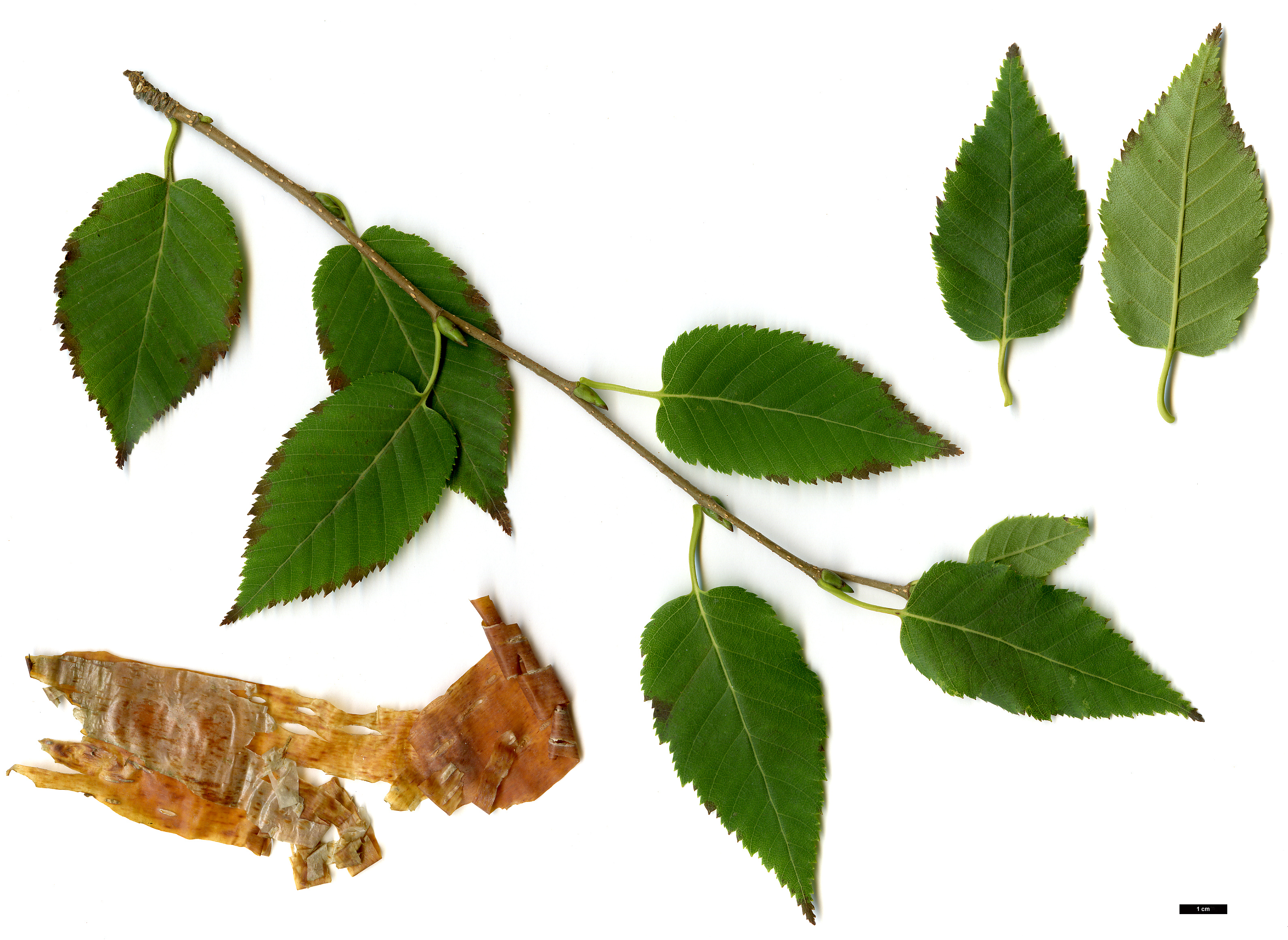 High resolution image: Family: Betulaceae - Genus: Betula - Taxon: utilis