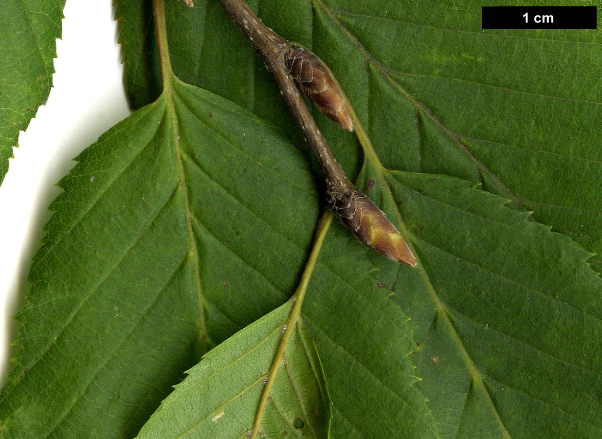 High resolution image: Family: Betulaceae - Genus: Carpinus - Taxon: betulus