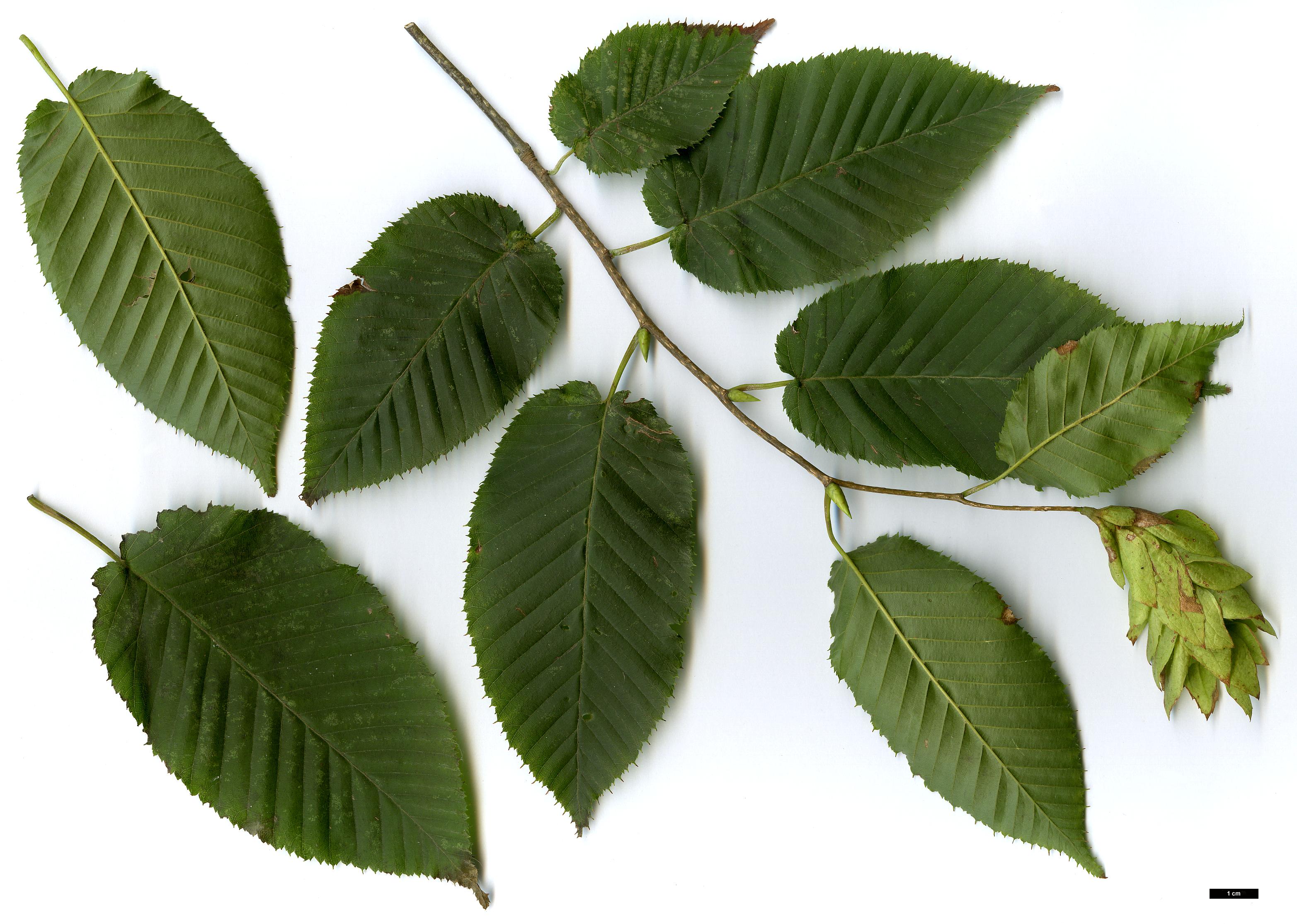 High resolution image: Family: Betulaceae - Genus: Carpinus - Taxon: cordata