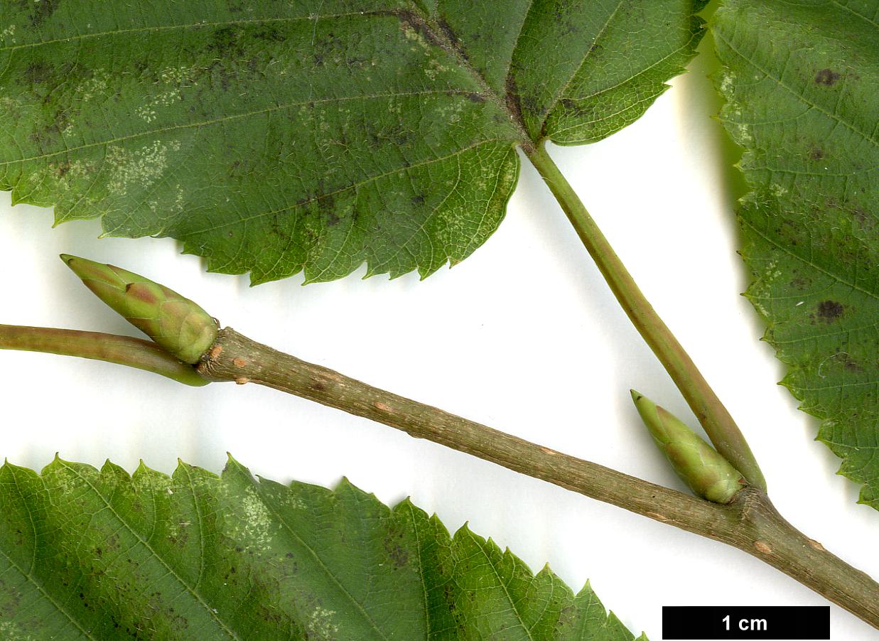 High resolution image: Family: Betulaceae - Genus: Carpinus - Taxon: cordata