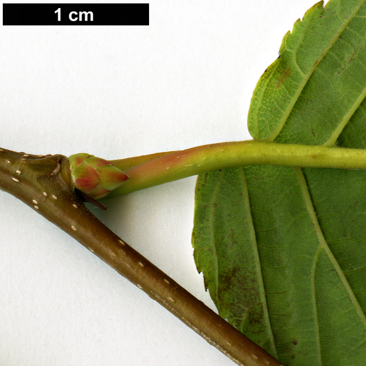 High resolution image: Family: Betulaceae - Genus: Carpinus - Taxon: fangiana