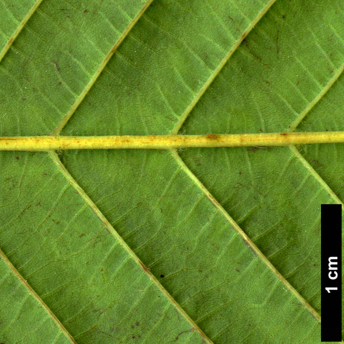 High resolution image: Family: Betulaceae - Genus: Carpinus - Taxon: fangiana