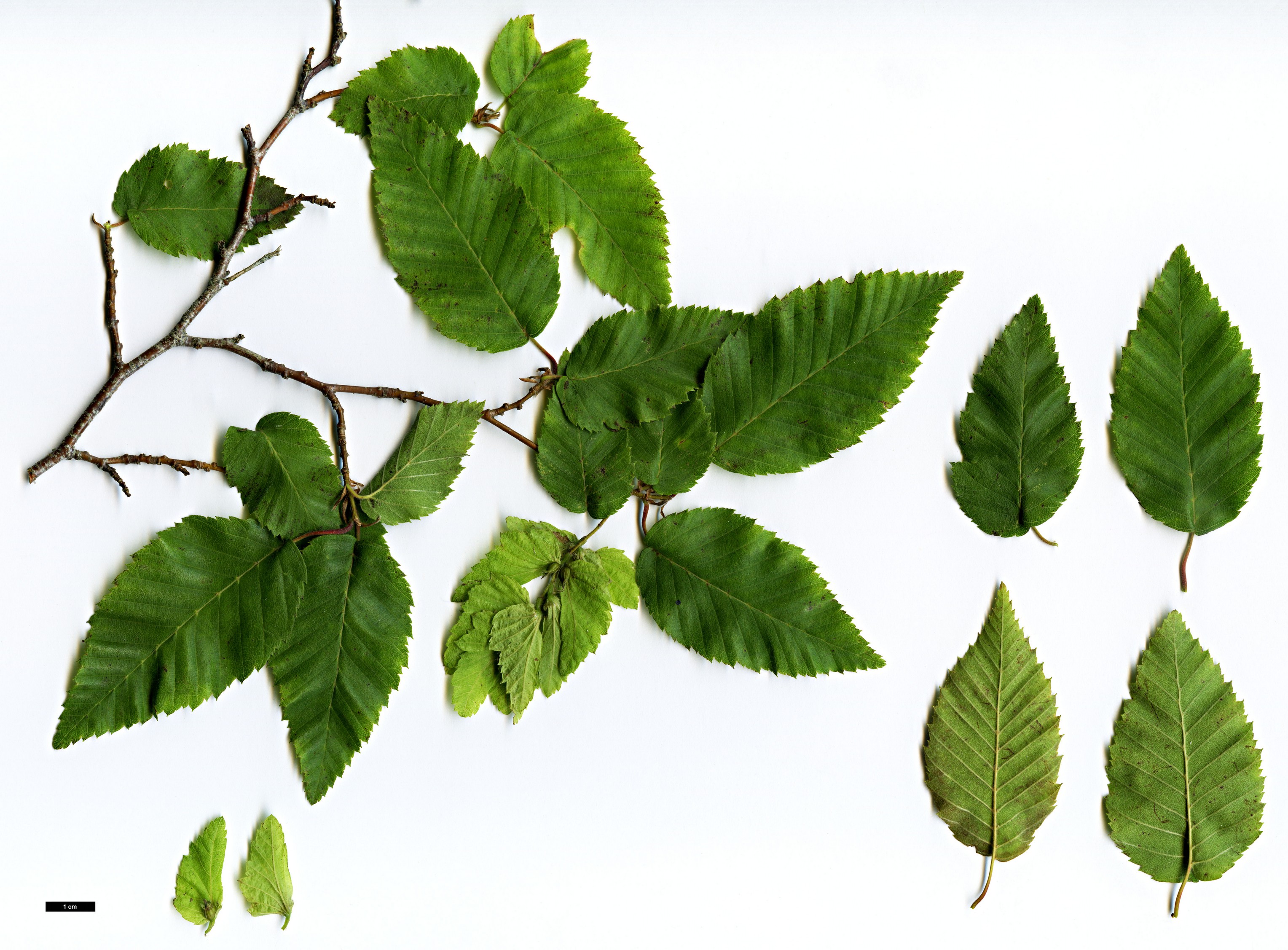 High resolution image: Family: Betulaceae - Genus: Carpinus - Taxon: fargesiana