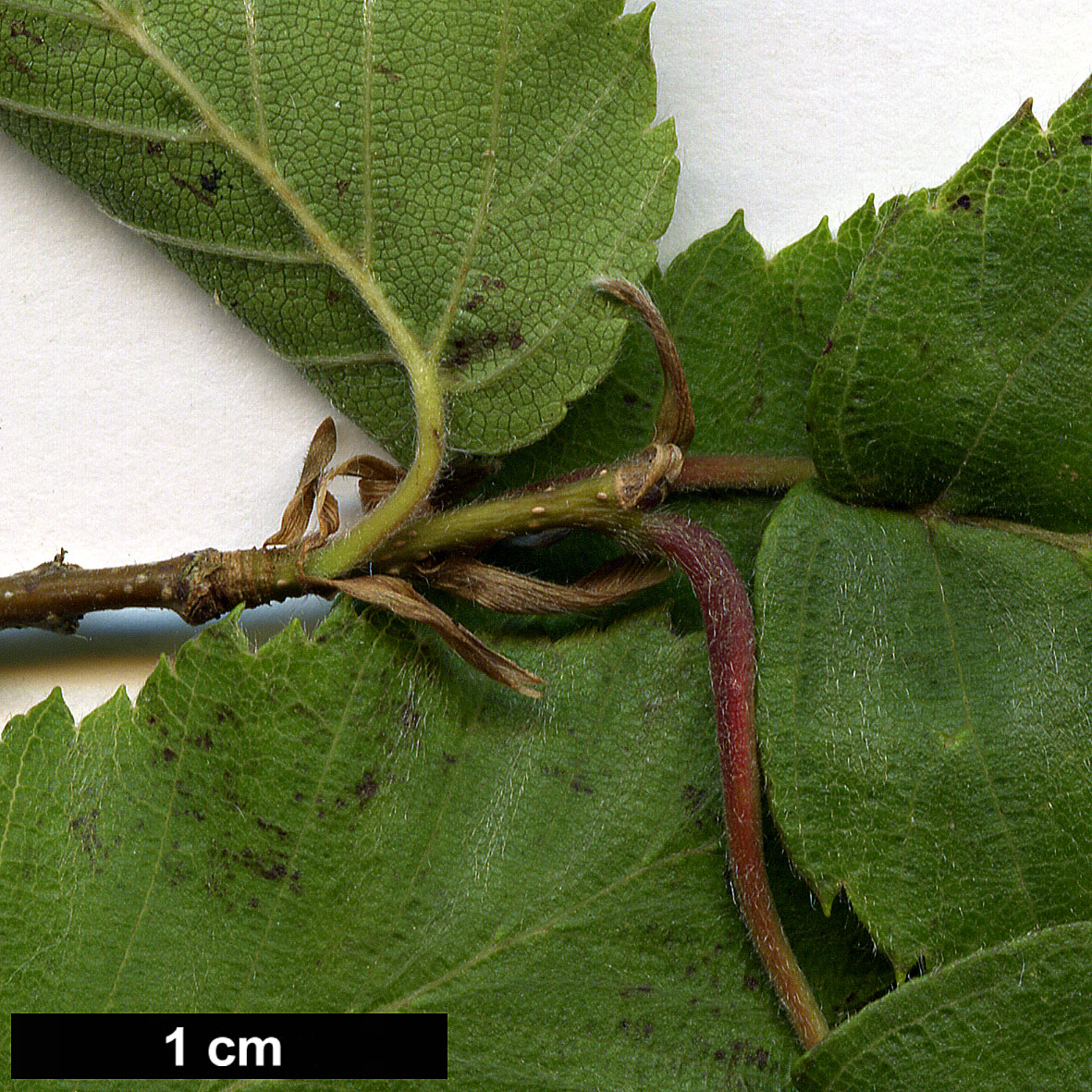 High resolution image: Family: Betulaceae - Genus: Carpinus - Taxon: fargesiana