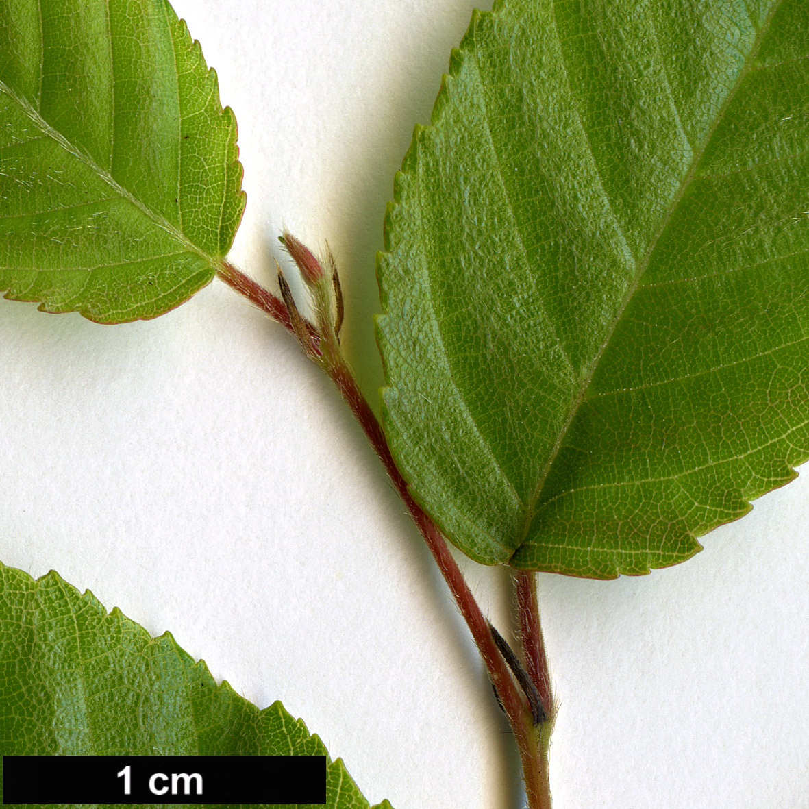 High resolution image: Family: Betulaceae - Genus: Carpinus - Taxon: hebestroma