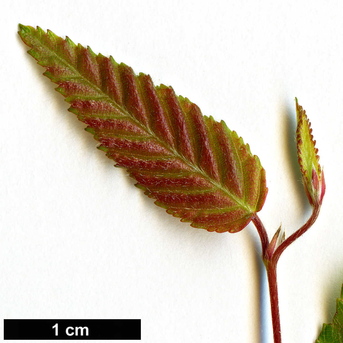 High resolution image: Family: Betulaceae - Genus: Carpinus - Taxon: hebestroma