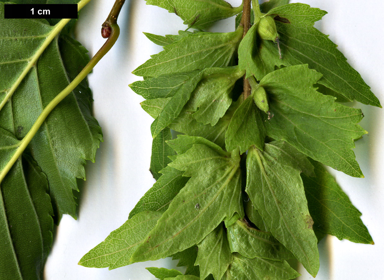 High resolution image: Family: Betulaceae - Genus: Carpinus - Taxon: laxiflora