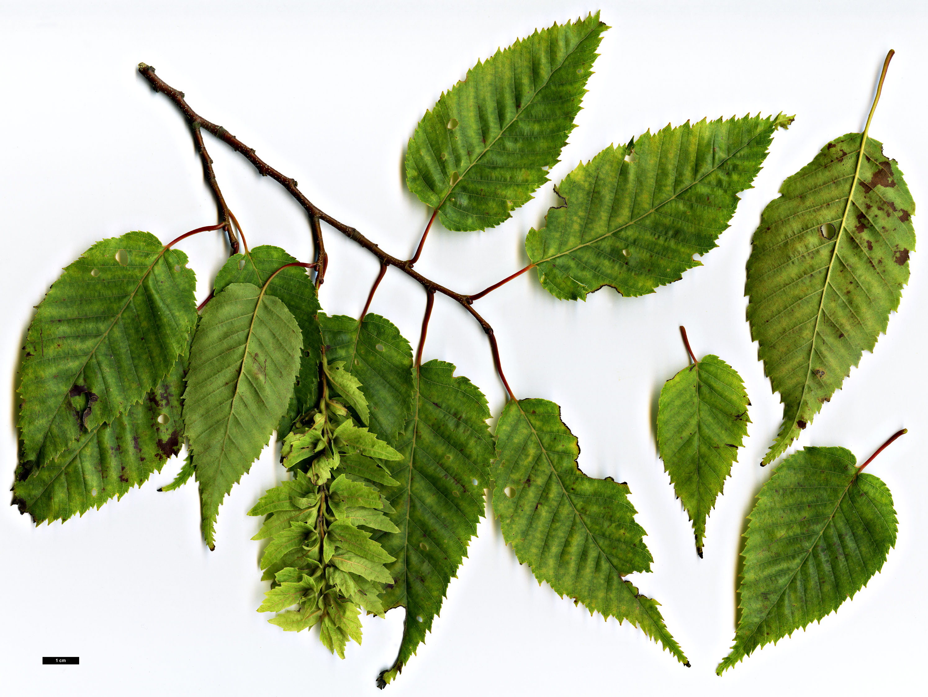 High resolution image: Family: Betulaceae - Genus: Carpinus - Taxon: laxiflora