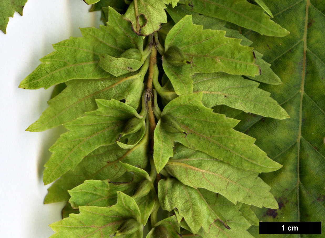 High resolution image: Family: Betulaceae - Genus: Carpinus - Taxon: laxiflora