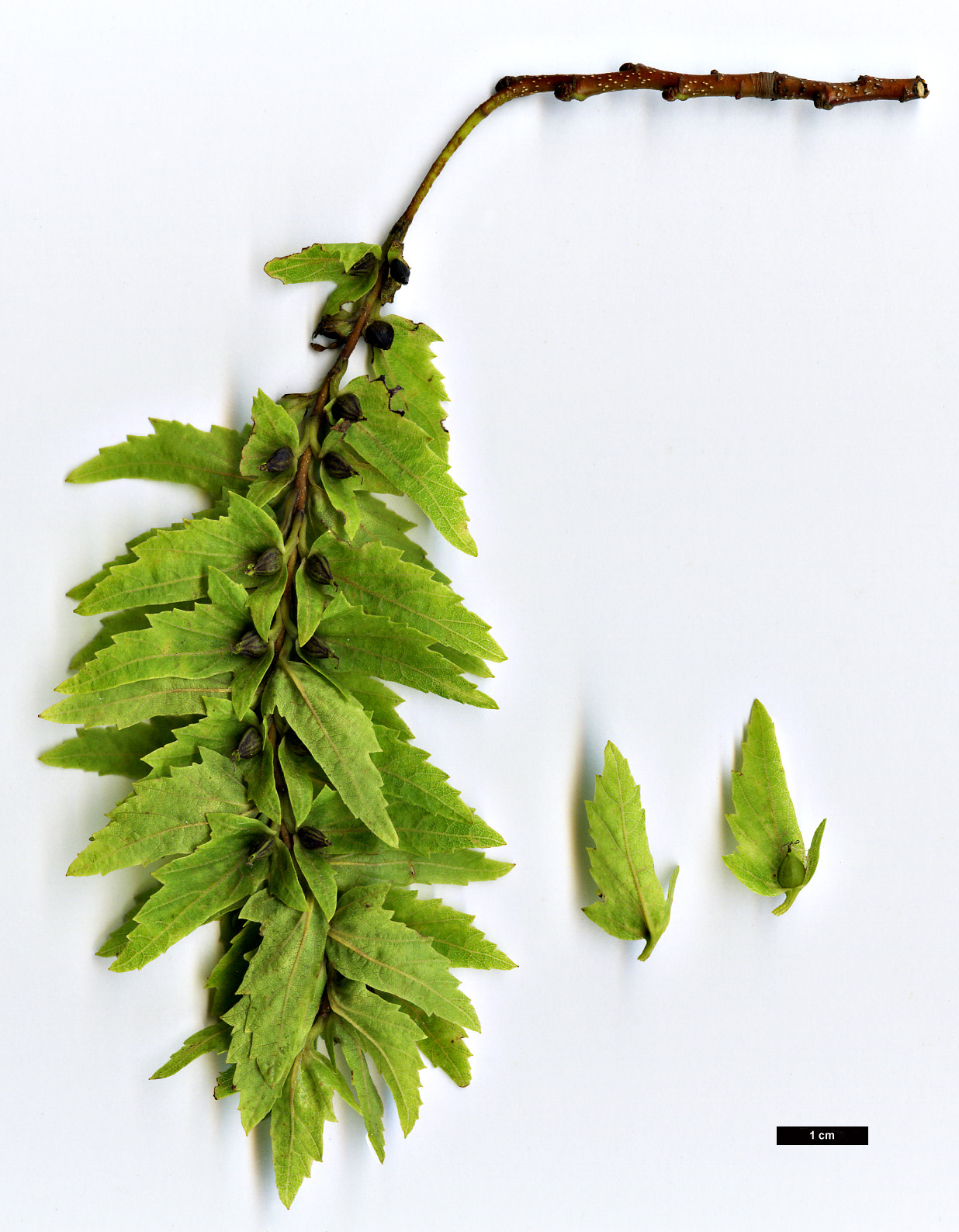 High resolution image: Family: Betulaceae - Genus: Carpinus - Taxon: laxiflora