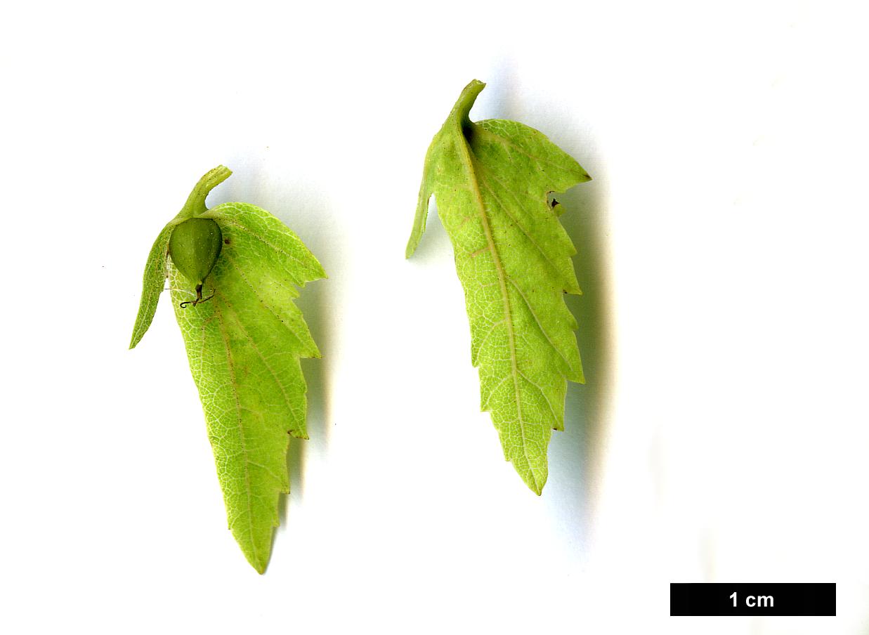 High resolution image: Family: Betulaceae - Genus: Carpinus - Taxon: laxiflora