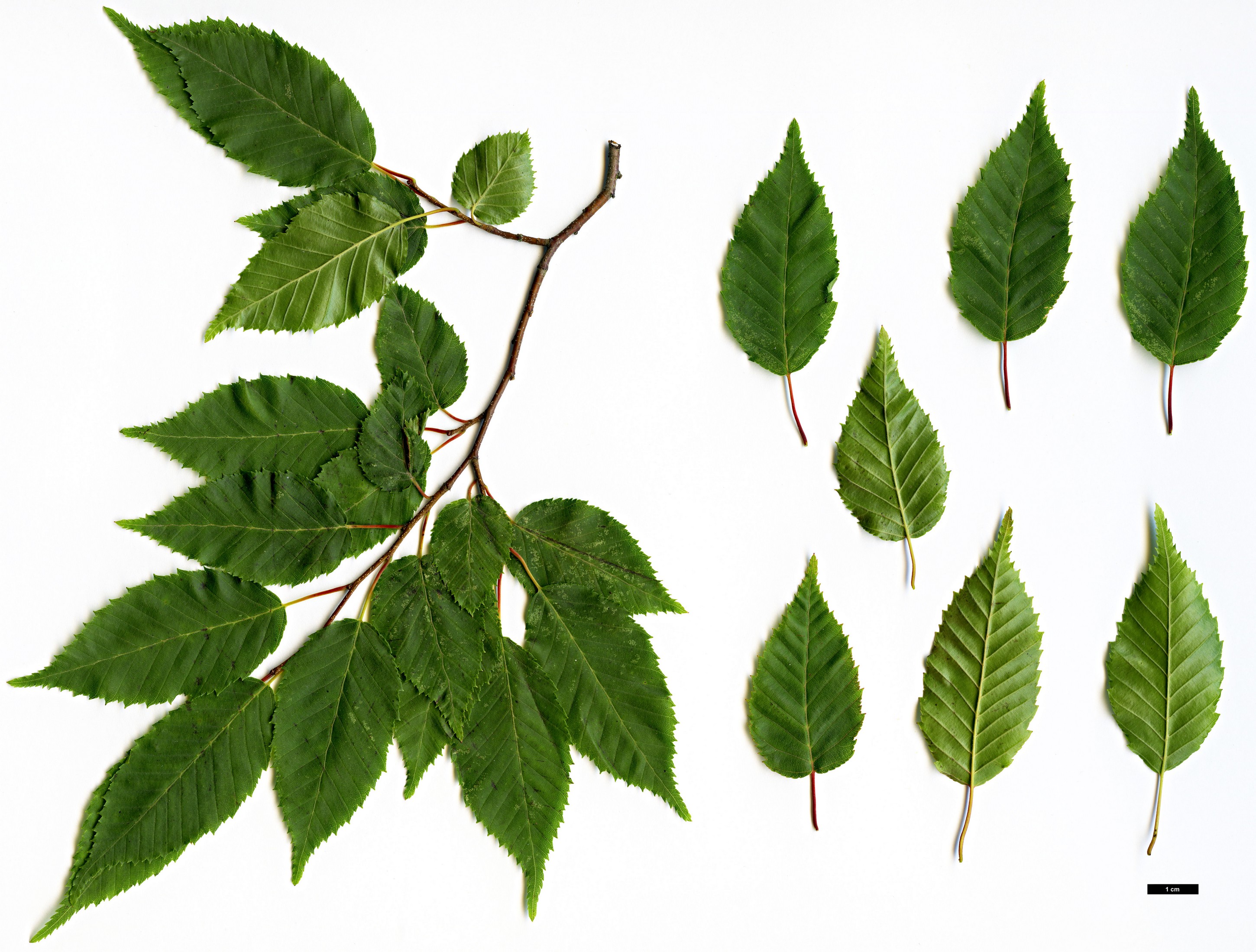 High resolution image: Family: Betulaceae - Genus: Carpinus - Taxon: laxiflora