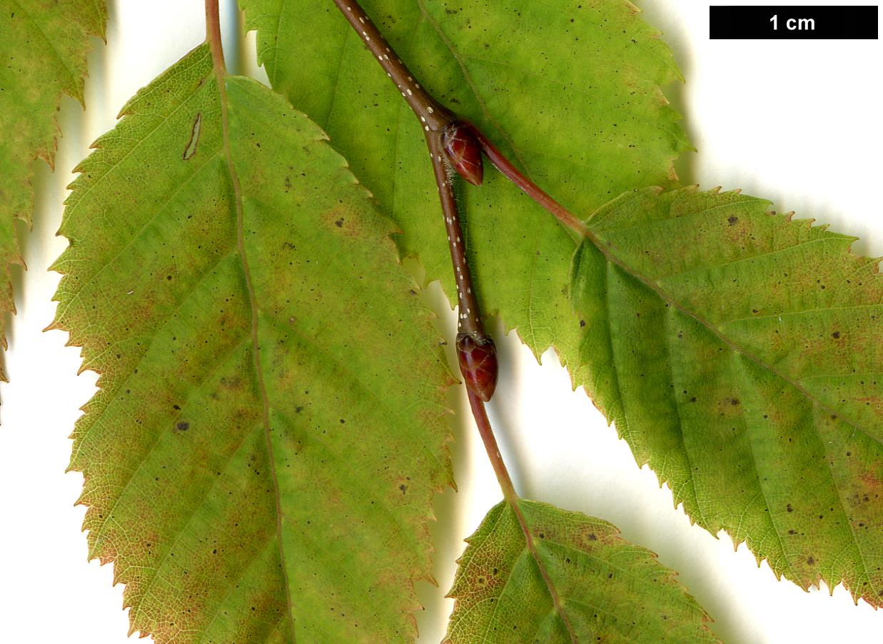 High resolution image: Family: Betulaceae - Genus: Carpinus - Taxon: laxiflora