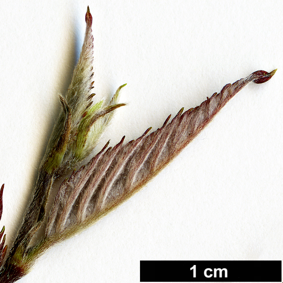 High resolution image: Family: Betulaceae - Genus: Carpinus - Taxon: omeiensis