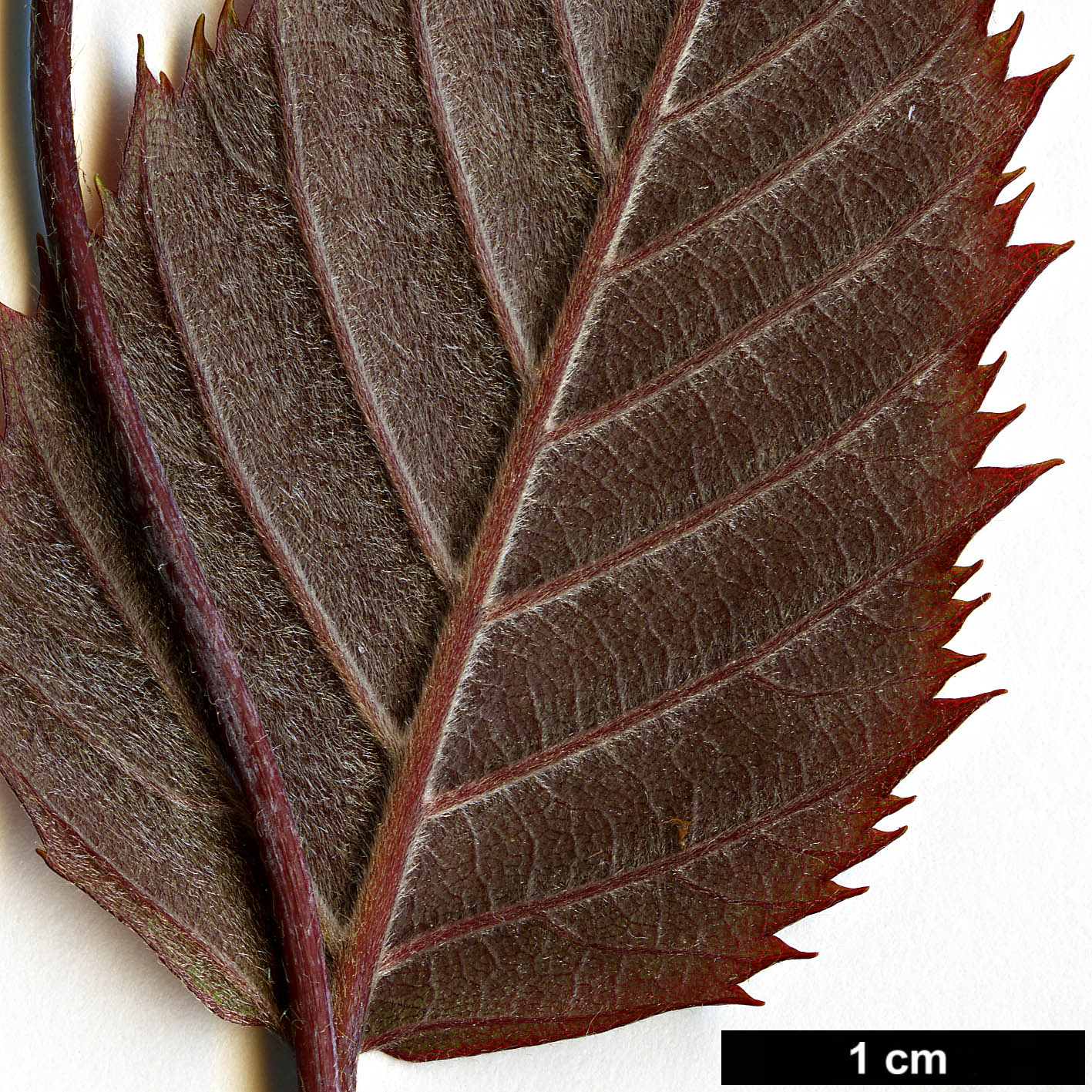 High resolution image: Family: Betulaceae - Genus: Carpinus - Taxon: omeiensis