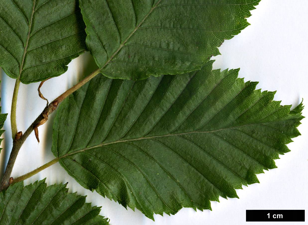 High resolution image: Family: Betulaceae - Genus: Carpinus - Taxon: orientalis