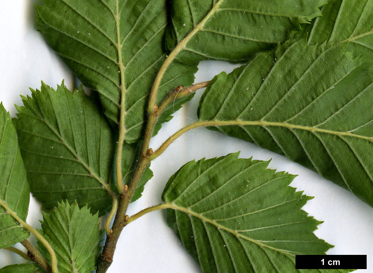 High resolution image: Family: Betulaceae - Genus: Carpinus - Taxon: orientalis