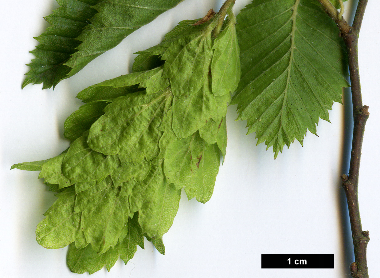 High resolution image: Family: Betulaceae - Genus: Carpinus - Taxon: orientalis