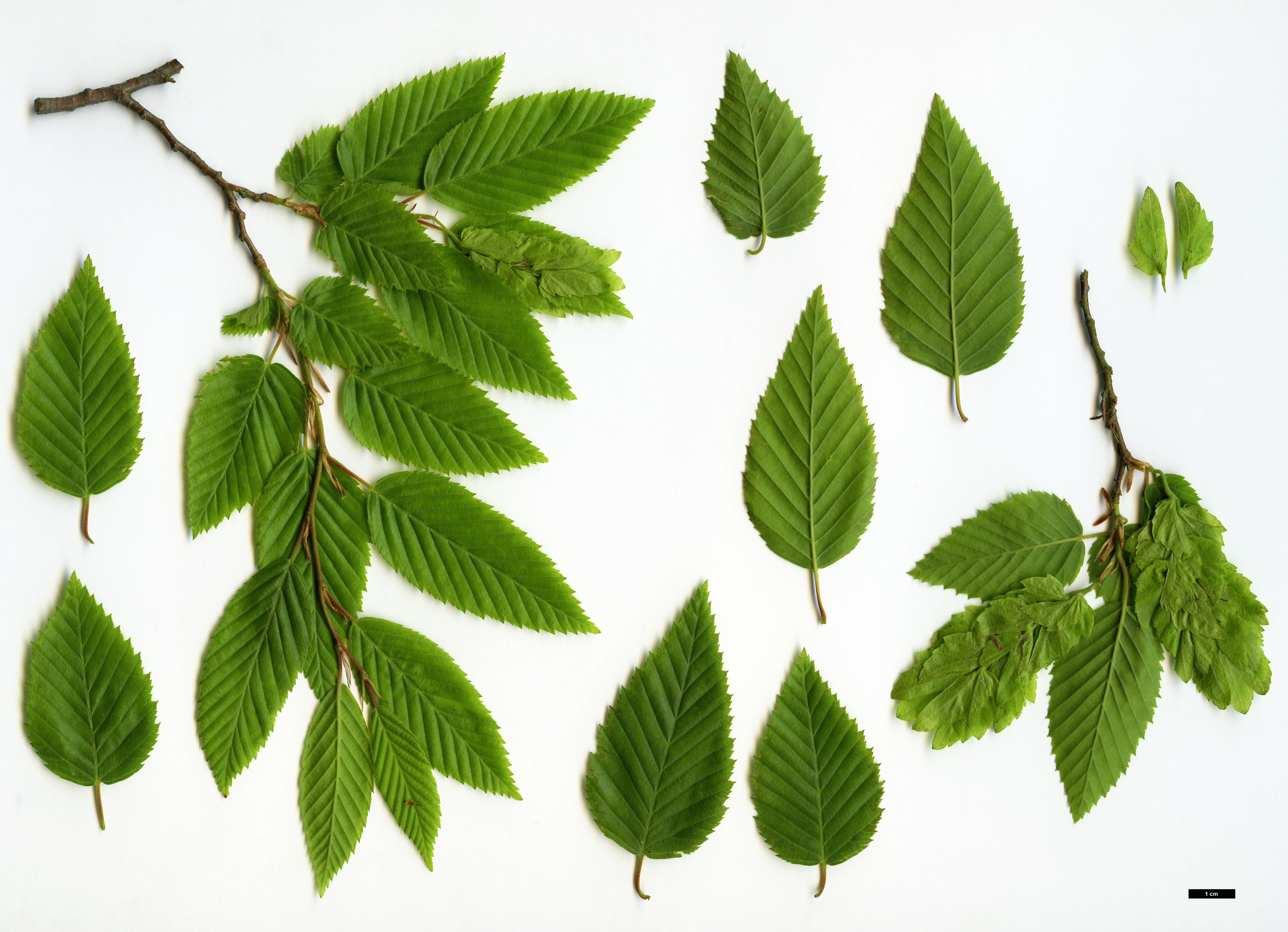 High resolution image: Family: Betulaceae - Genus: Carpinus - Taxon: polyneura