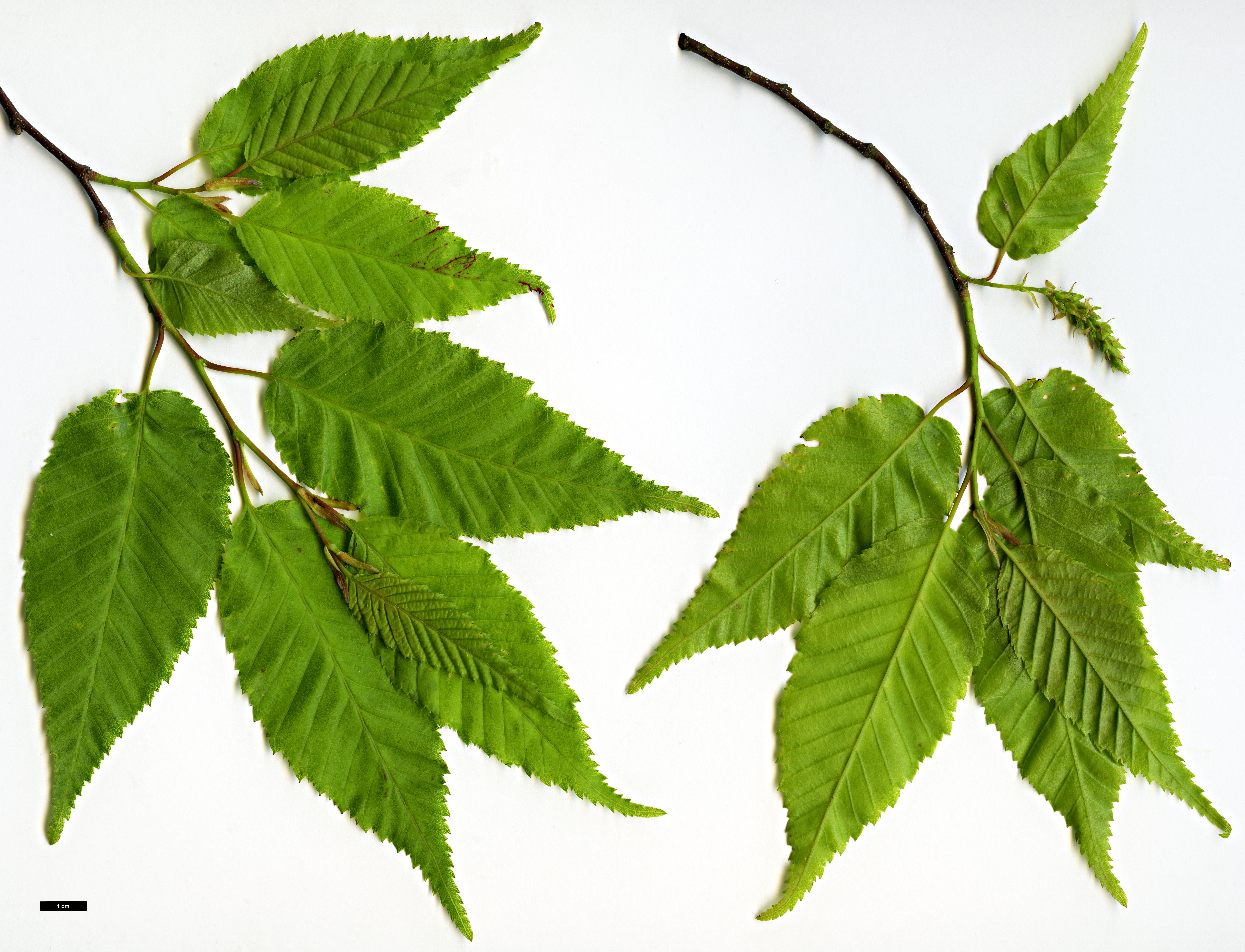 High resolution image: Family: Betulaceae - Genus: Carpinus - Taxon: polyneura