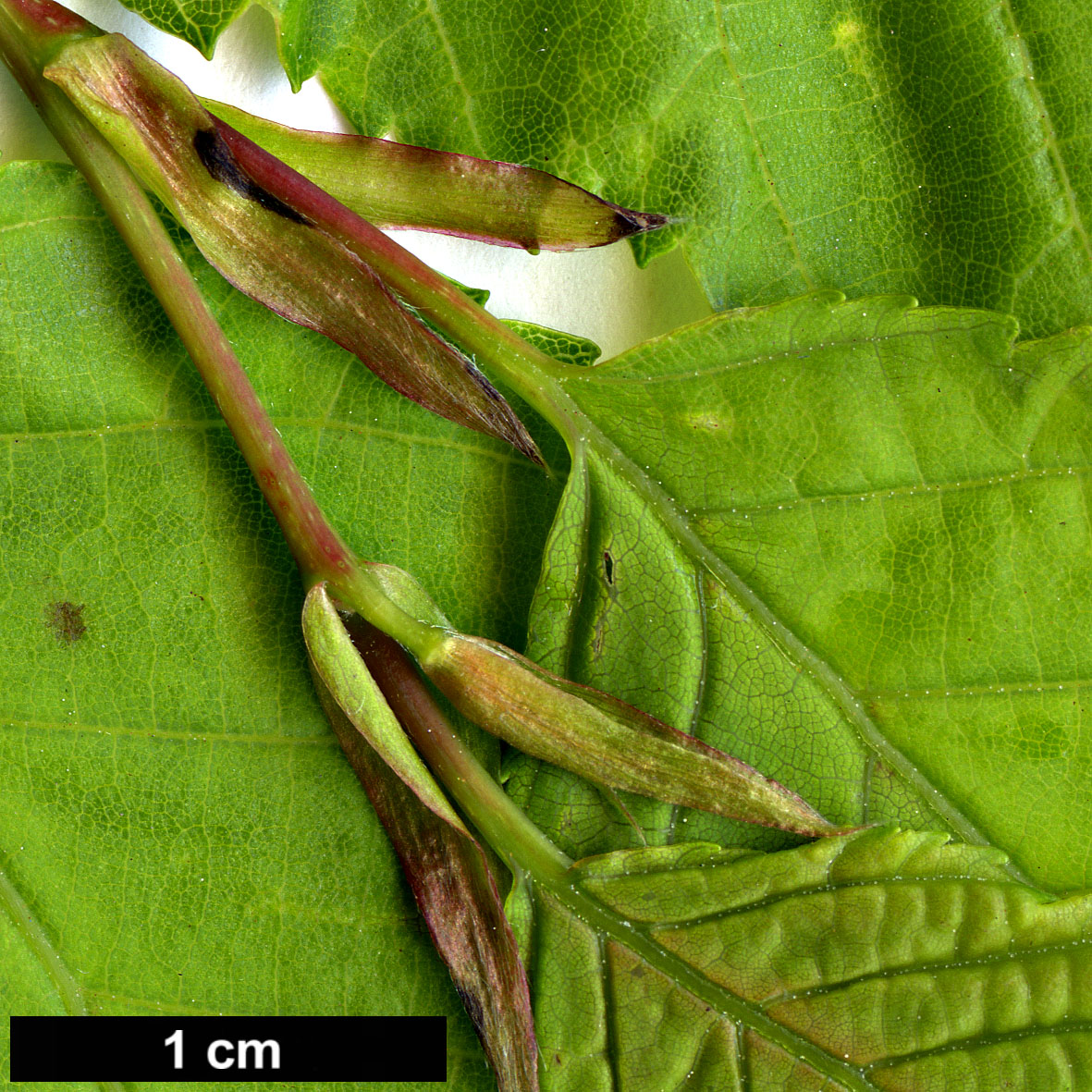 High resolution image: Family: Betulaceae - Genus: Carpinus - Taxon: polyneura