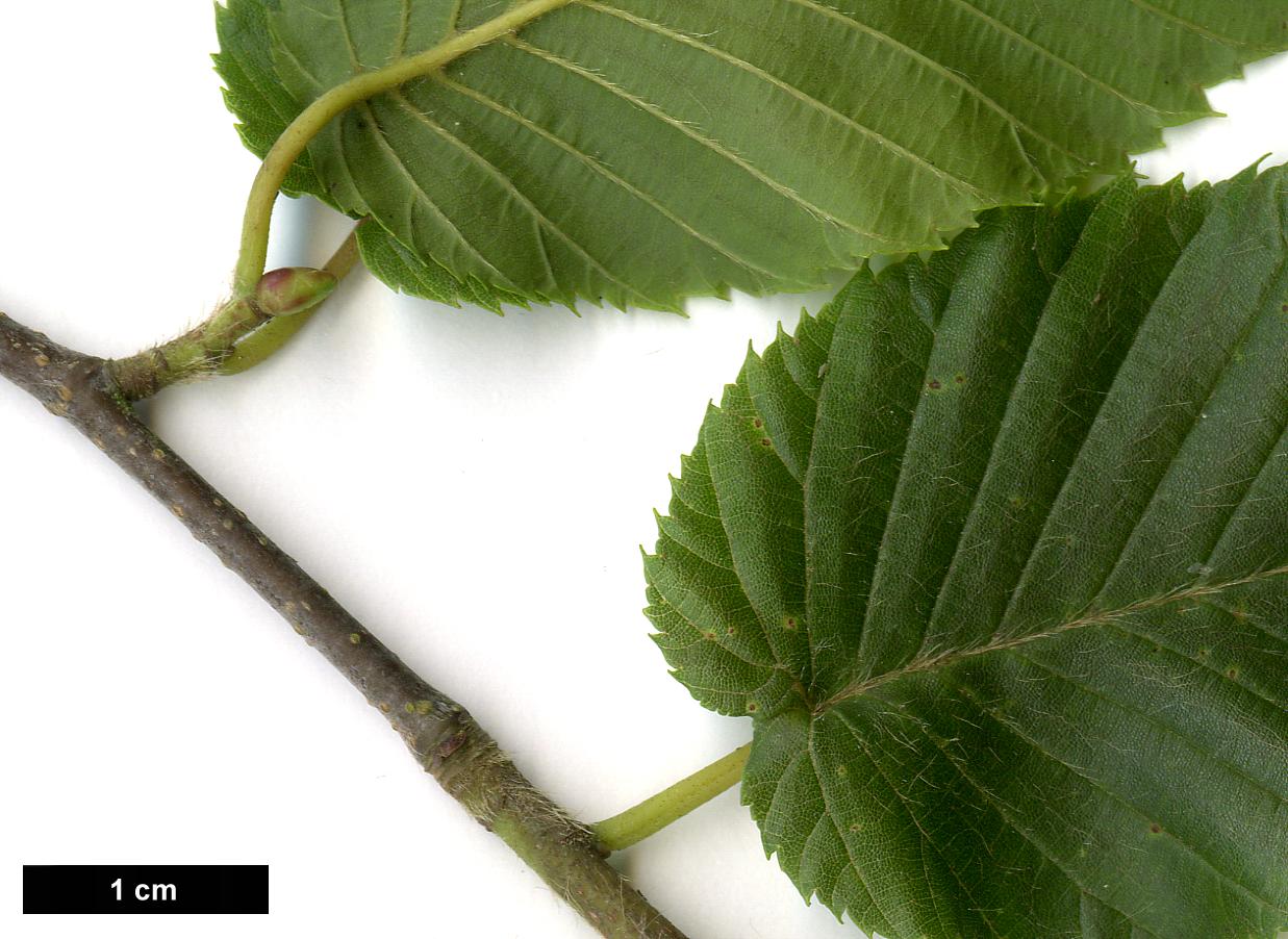 High resolution image: Family: Betulaceae - Genus: Carpinus - Taxon: rankanensis