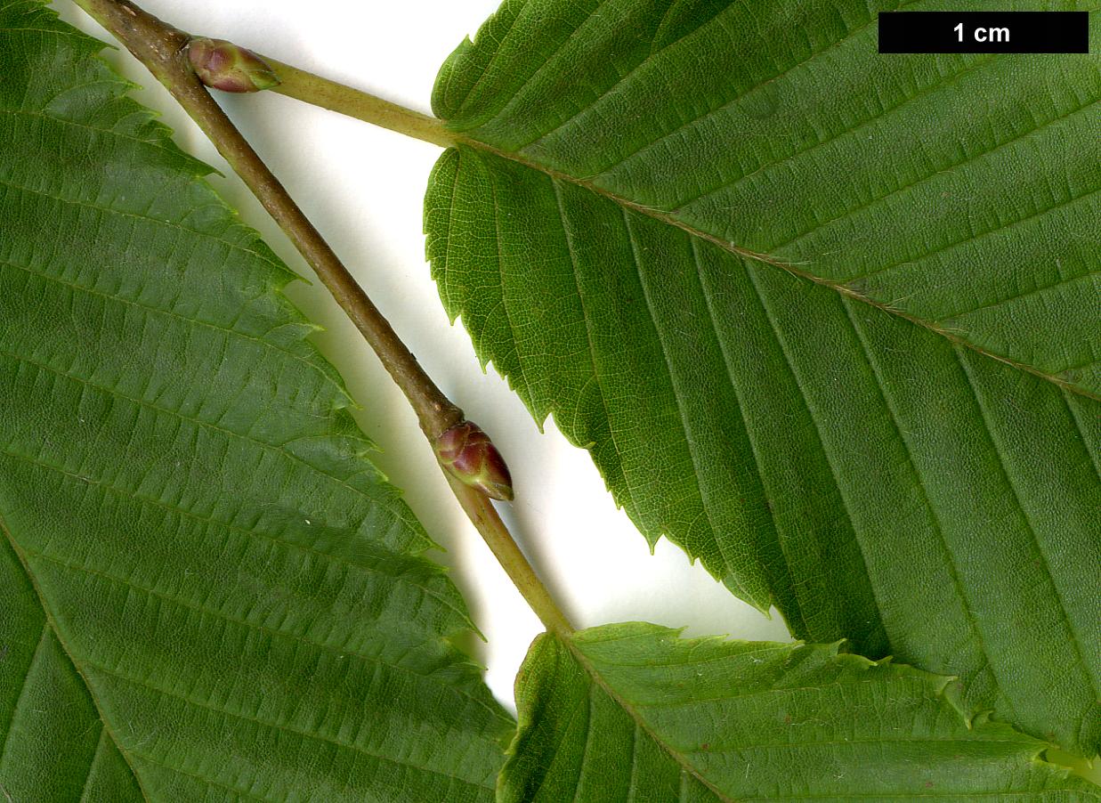 High resolution image: Family: Betulaceae - Genus: Carpinus - Taxon: rankanensis