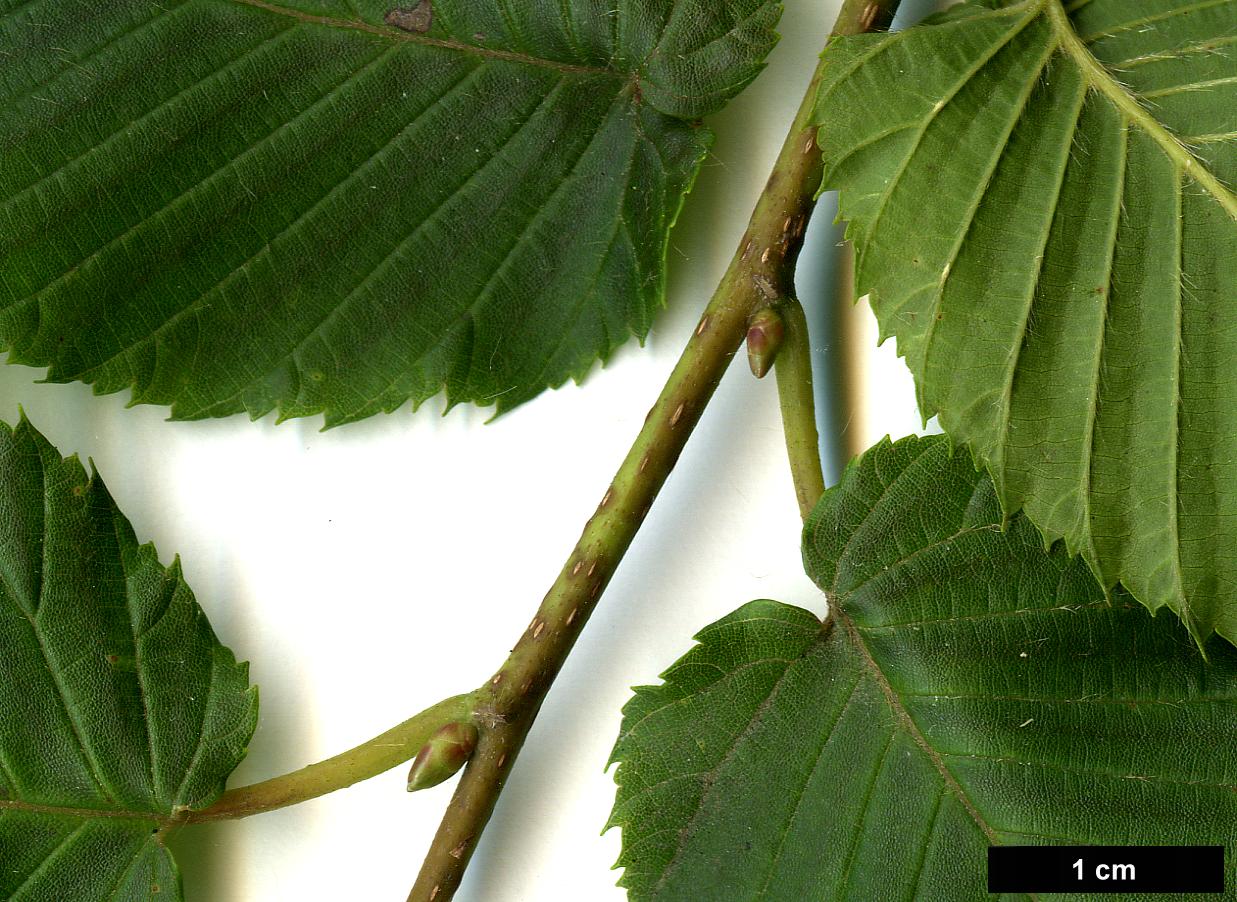 High resolution image: Family: Betulaceae - Genus: Carpinus - Taxon: rankanensis