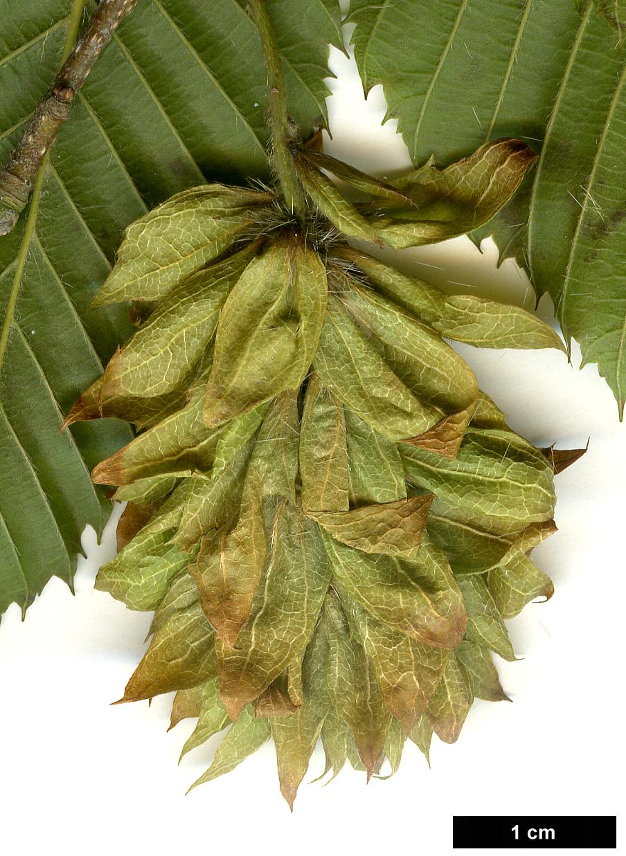 High resolution image: Family: Betulaceae - Genus: Carpinus - Taxon: rankanensis