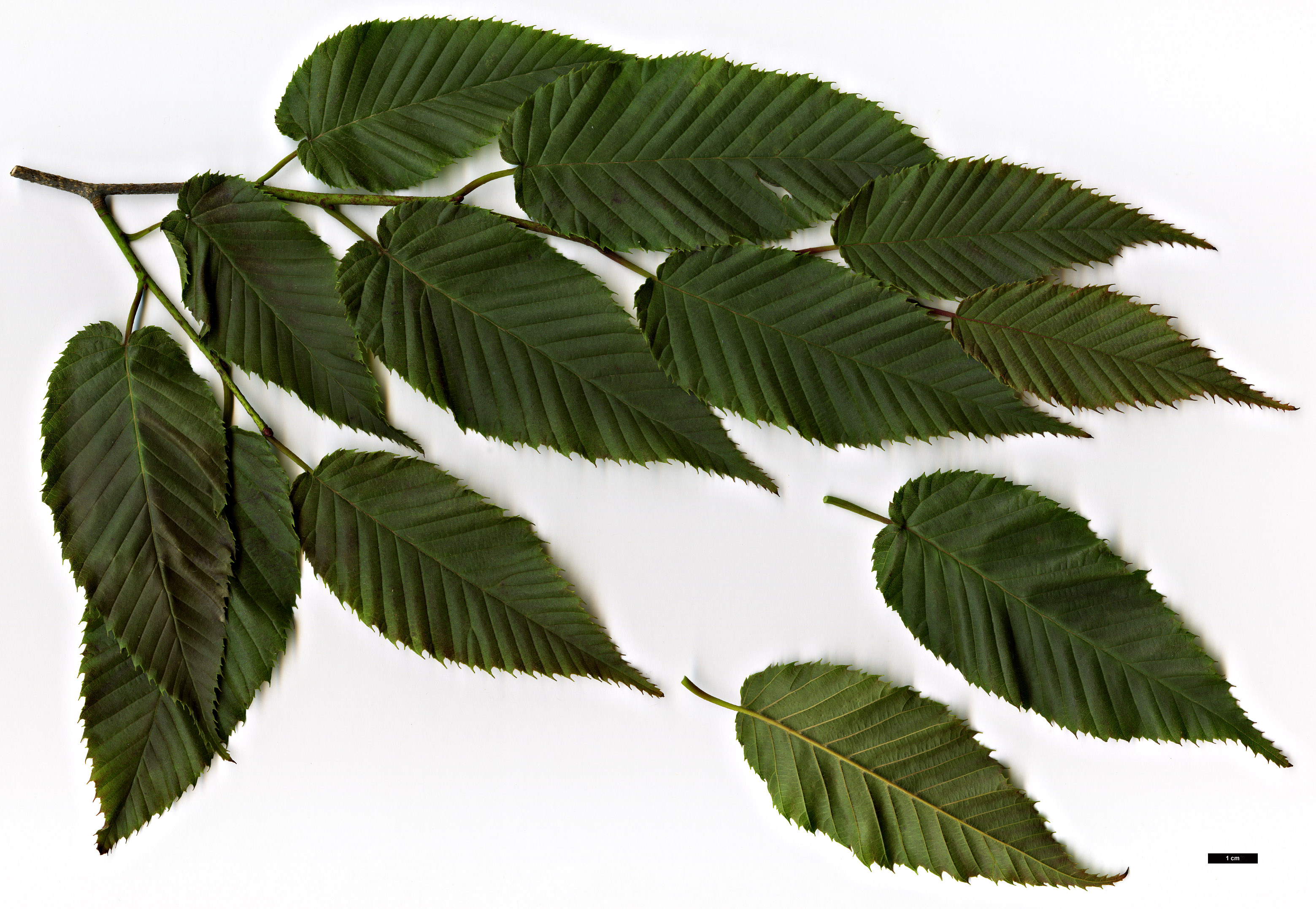 High resolution image: Family: Betulaceae - Genus: Carpinus - Taxon: rankanensis