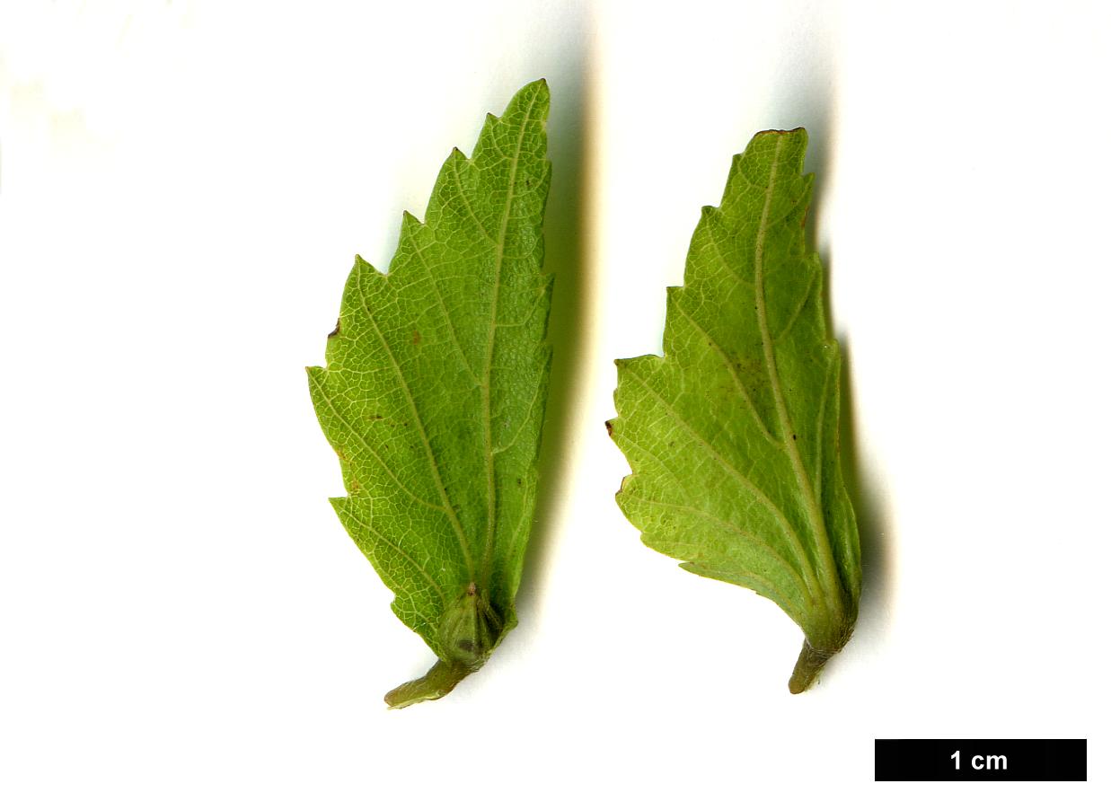 High resolution image: Family: Betulaceae - Genus: Carpinus - Taxon: shensiensis