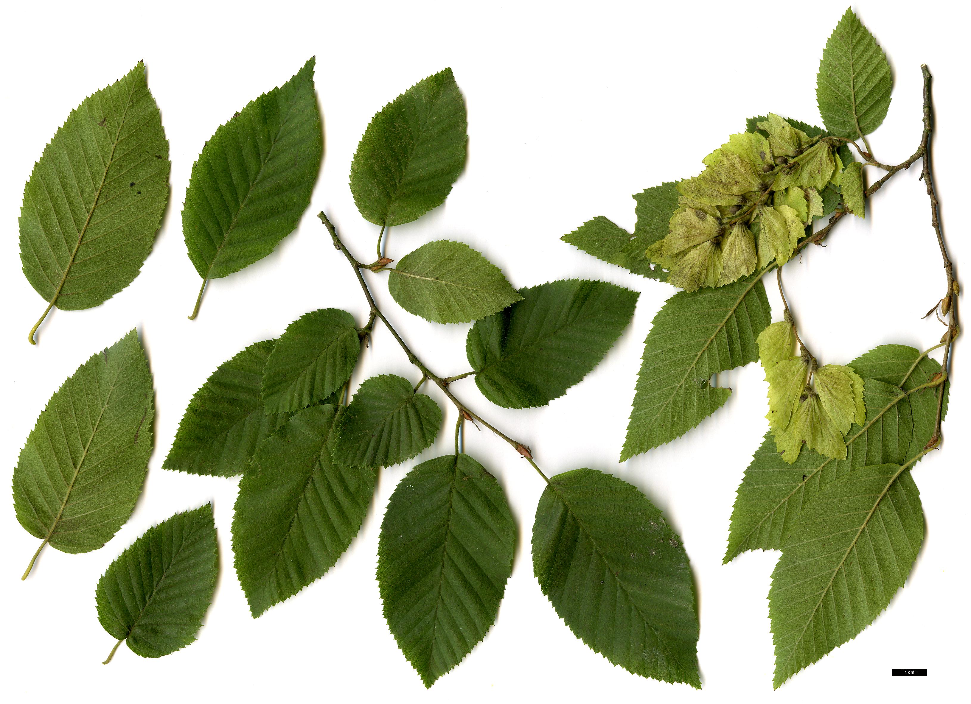 High resolution image: Family: Betulaceae - Genus: Carpinus - Taxon: shensiensis