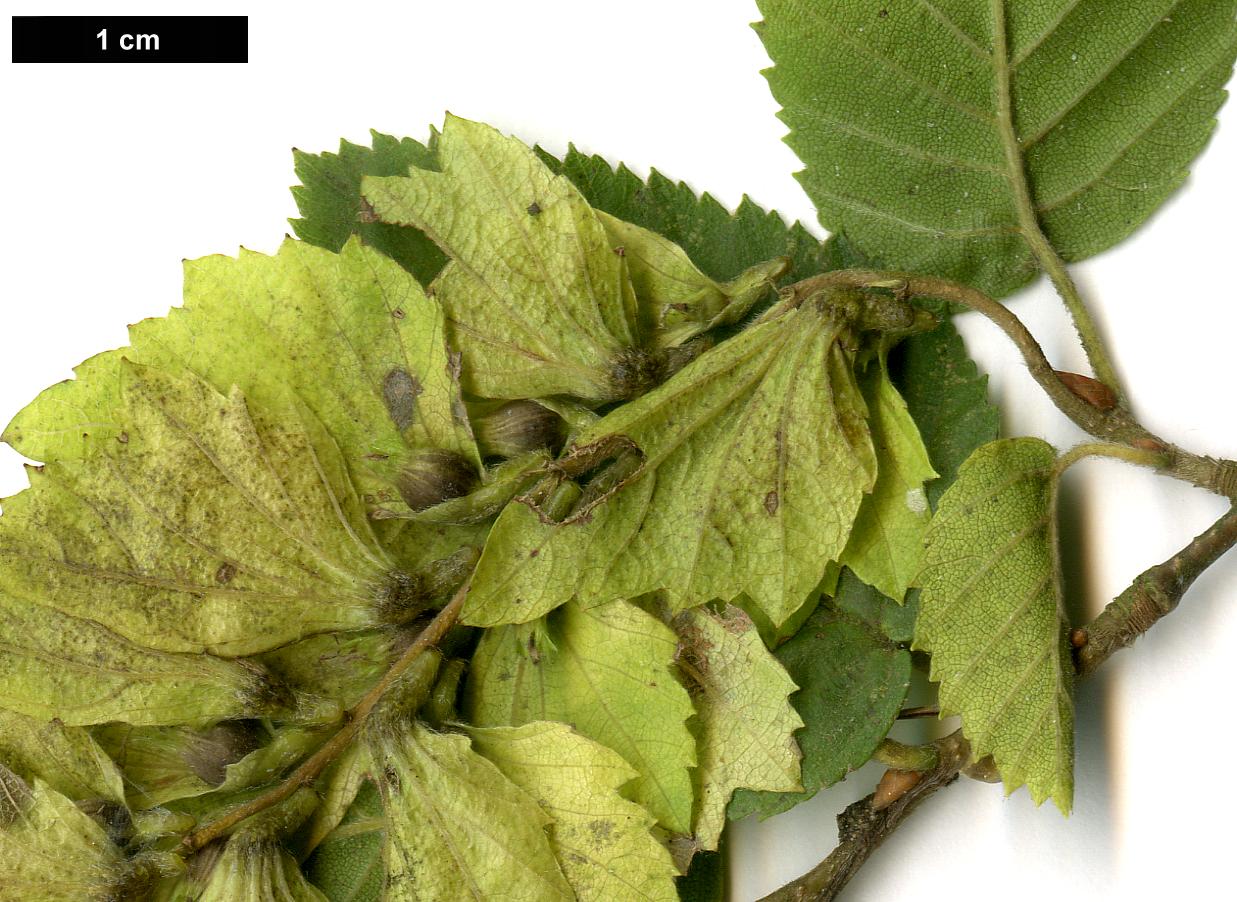 High resolution image: Family: Betulaceae - Genus: Carpinus - Taxon: shensiensis