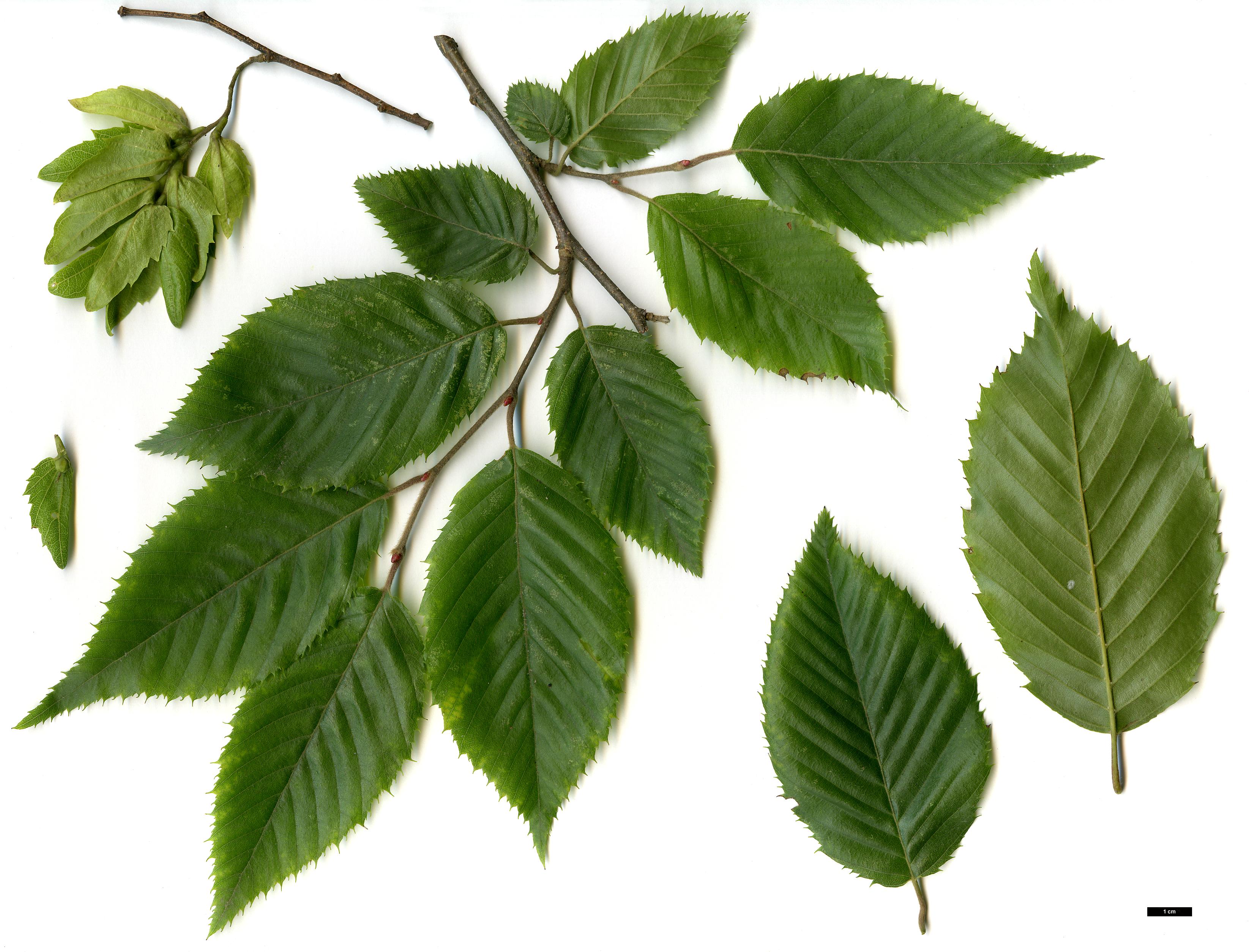 High resolution image: Family: Betulaceae - Genus: Carpinus - Taxon: tschonoskii