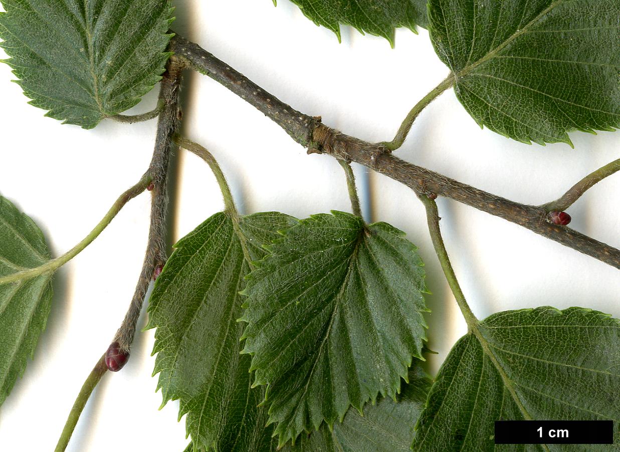 High resolution image: Family: Betulaceae - Genus: Carpinus - Taxon: tschonoskii