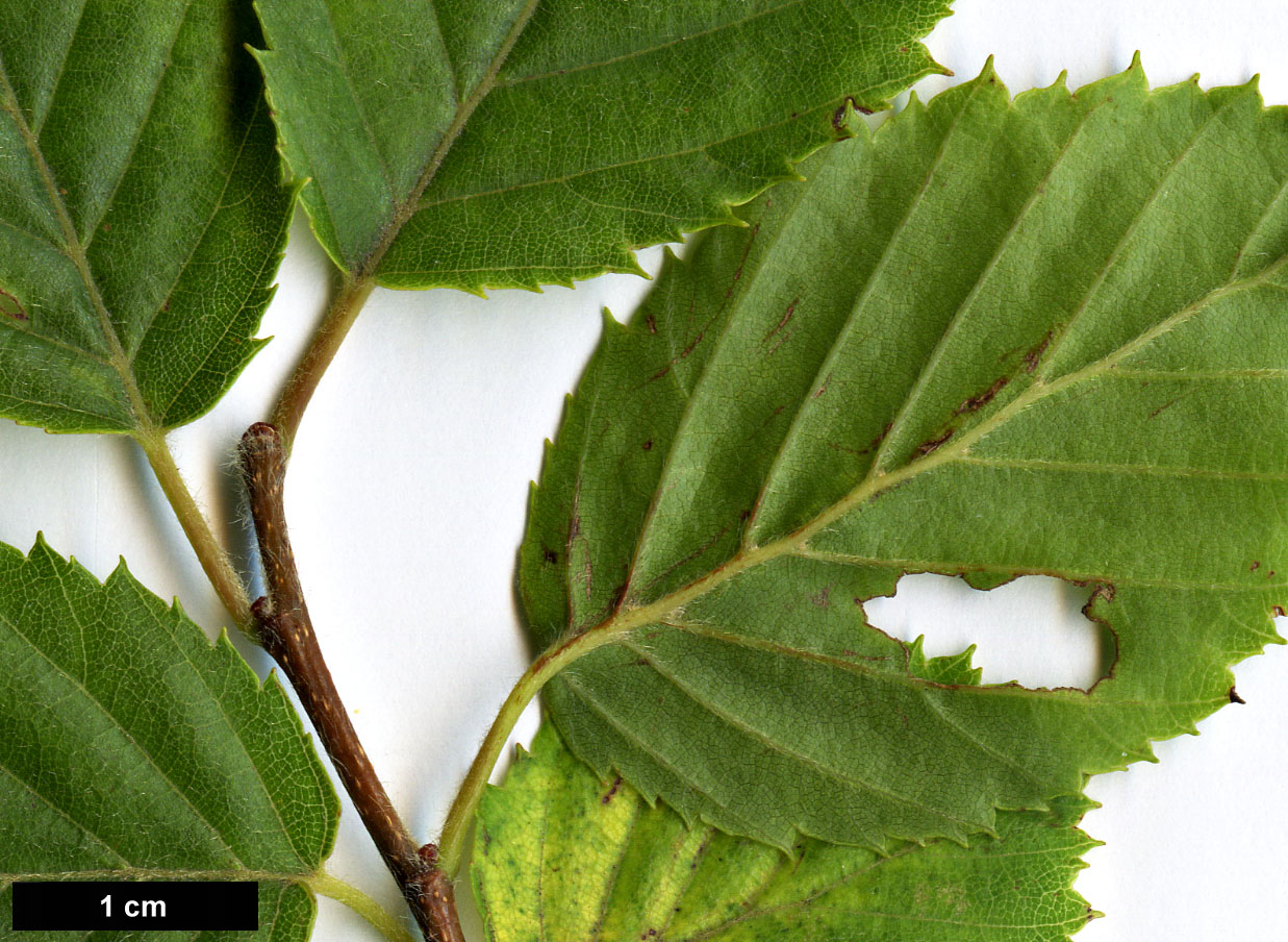 High resolution image: Family: Betulaceae - Genus: Carpinus - Taxon: turczaninowii