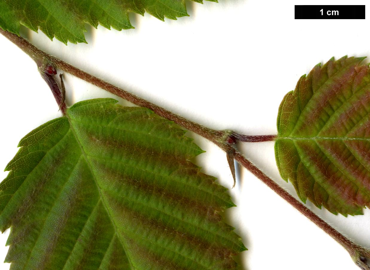 High resolution image: Family: Betulaceae - Genus: Carpinus - Taxon: turczaninowii