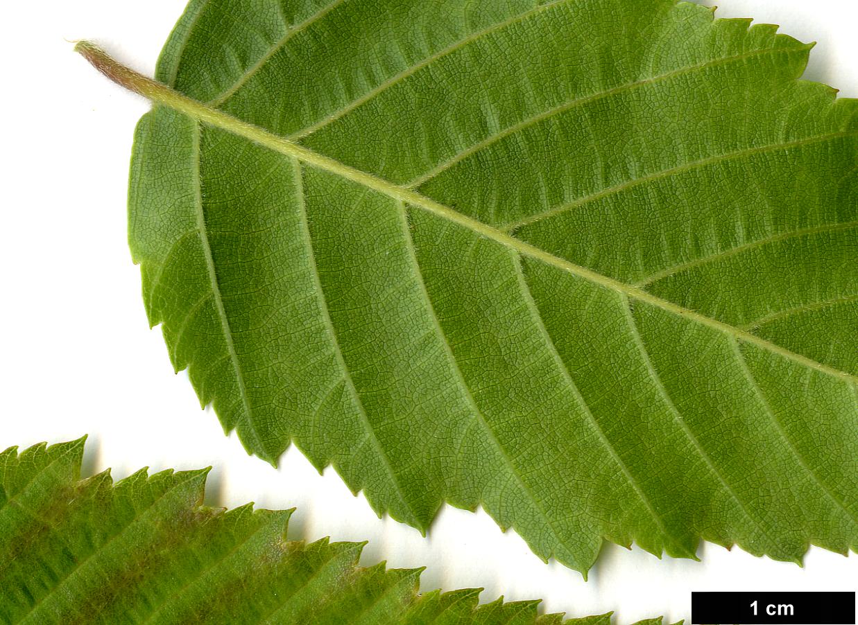 High resolution image: Family: Betulaceae - Genus: Carpinus - Taxon: turczaninowii