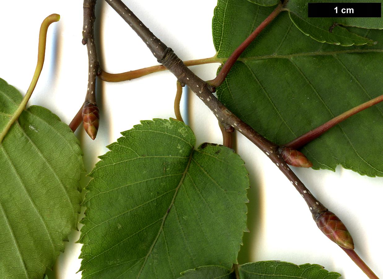 High resolution image: Family: Betulaceae - Genus: Carpinus - Taxon: viminea
