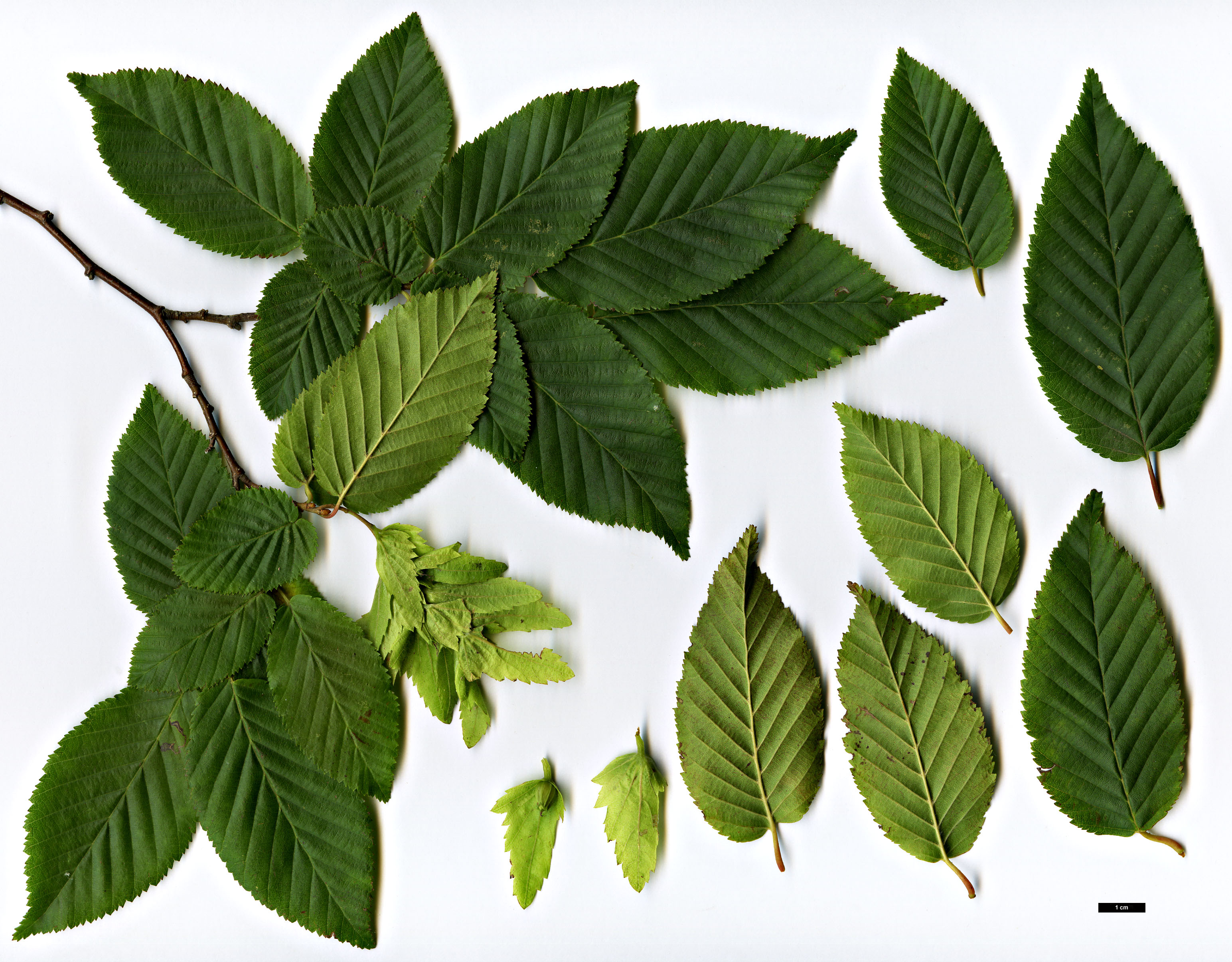 High resolution image: Family: Betulaceae - Genus: Carpinus - Taxon: ×schuschaensis (C.betulus × C.orientalis) High resolution image: Family: Betulaceae - Genus: Carpinus - Taxon: ×schuschaensis (C.betulus × C.orientalis)